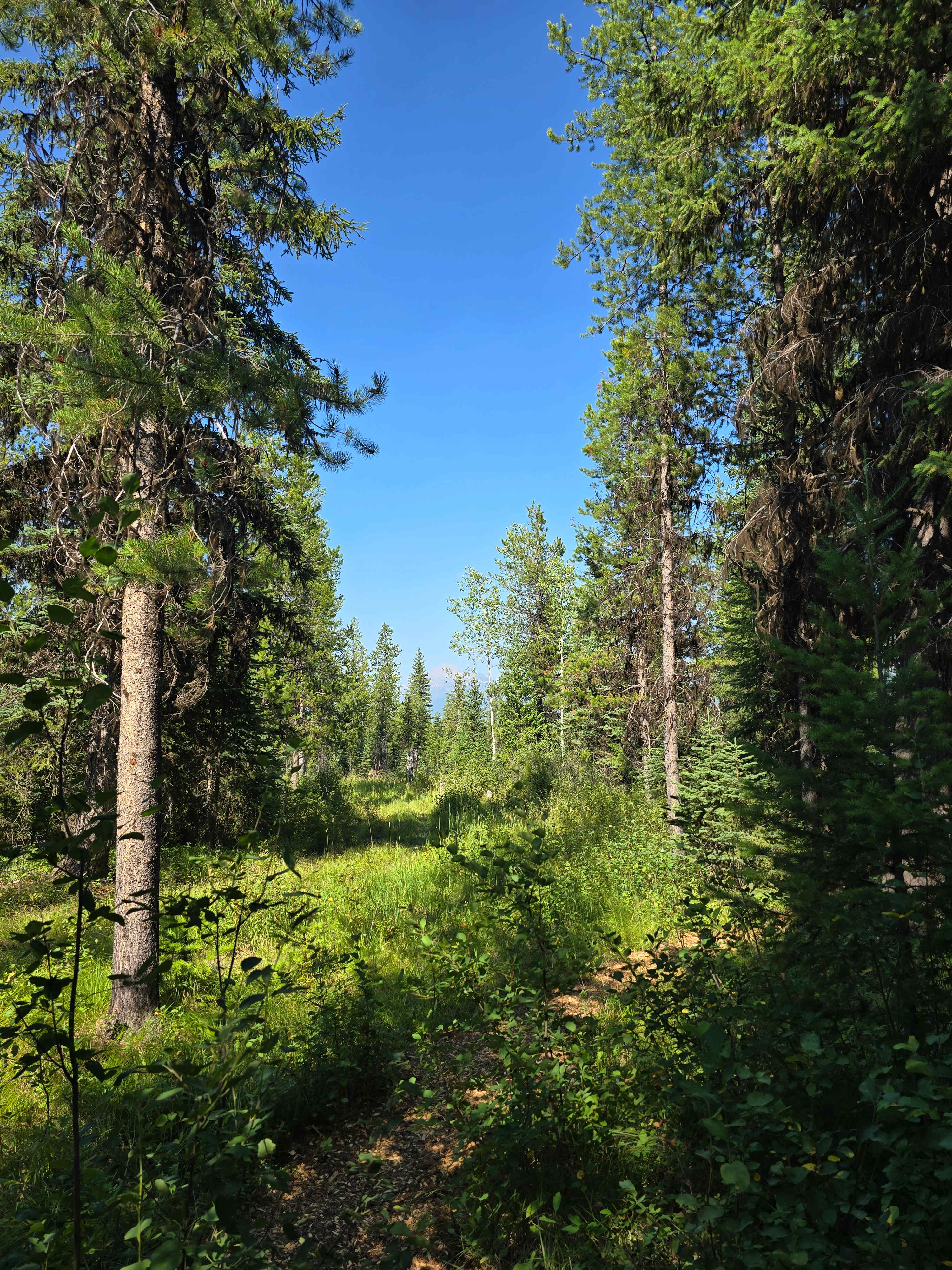 Glamping tents  near Polebridge