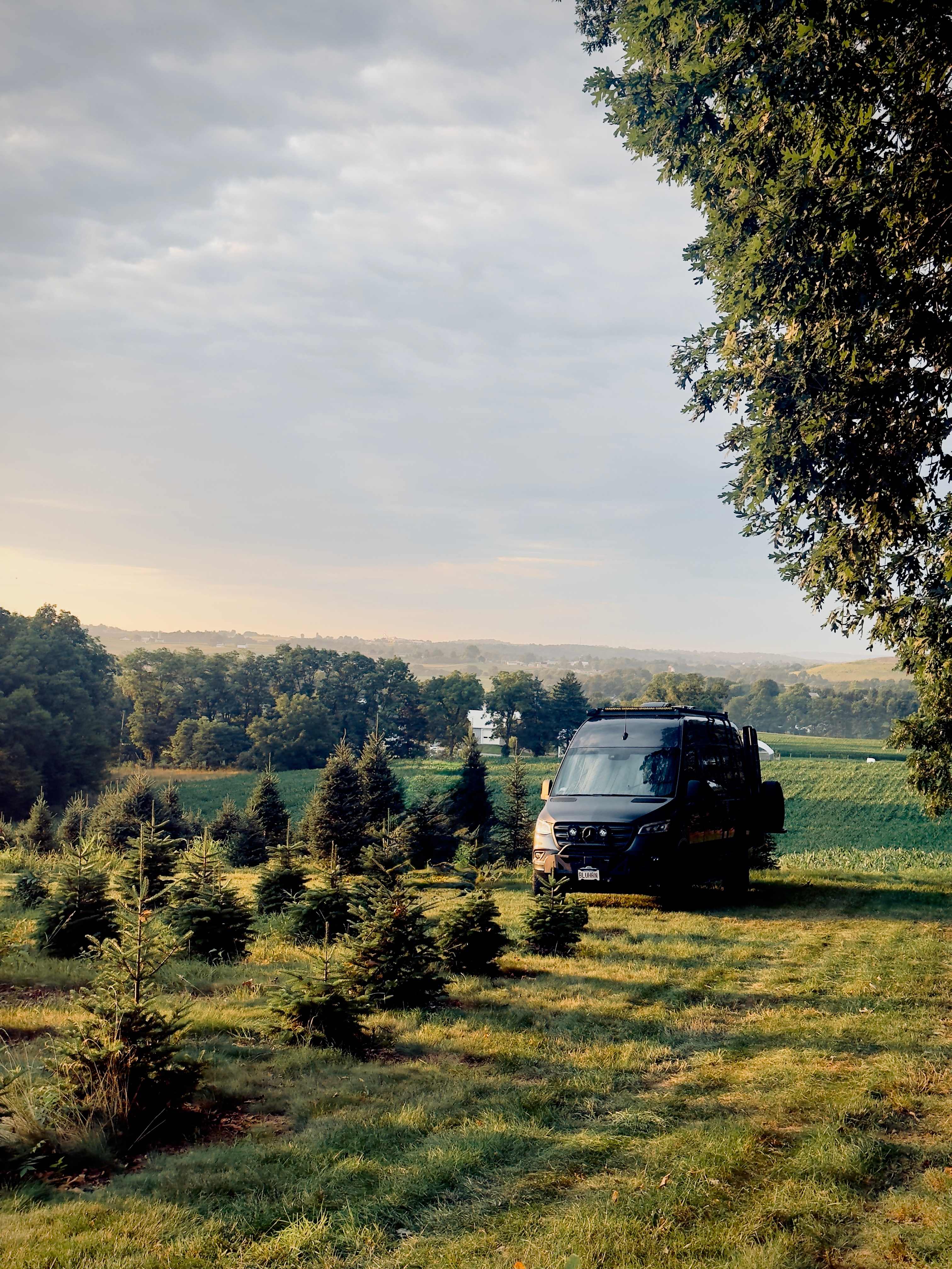 Christmas Tree Farm with Views