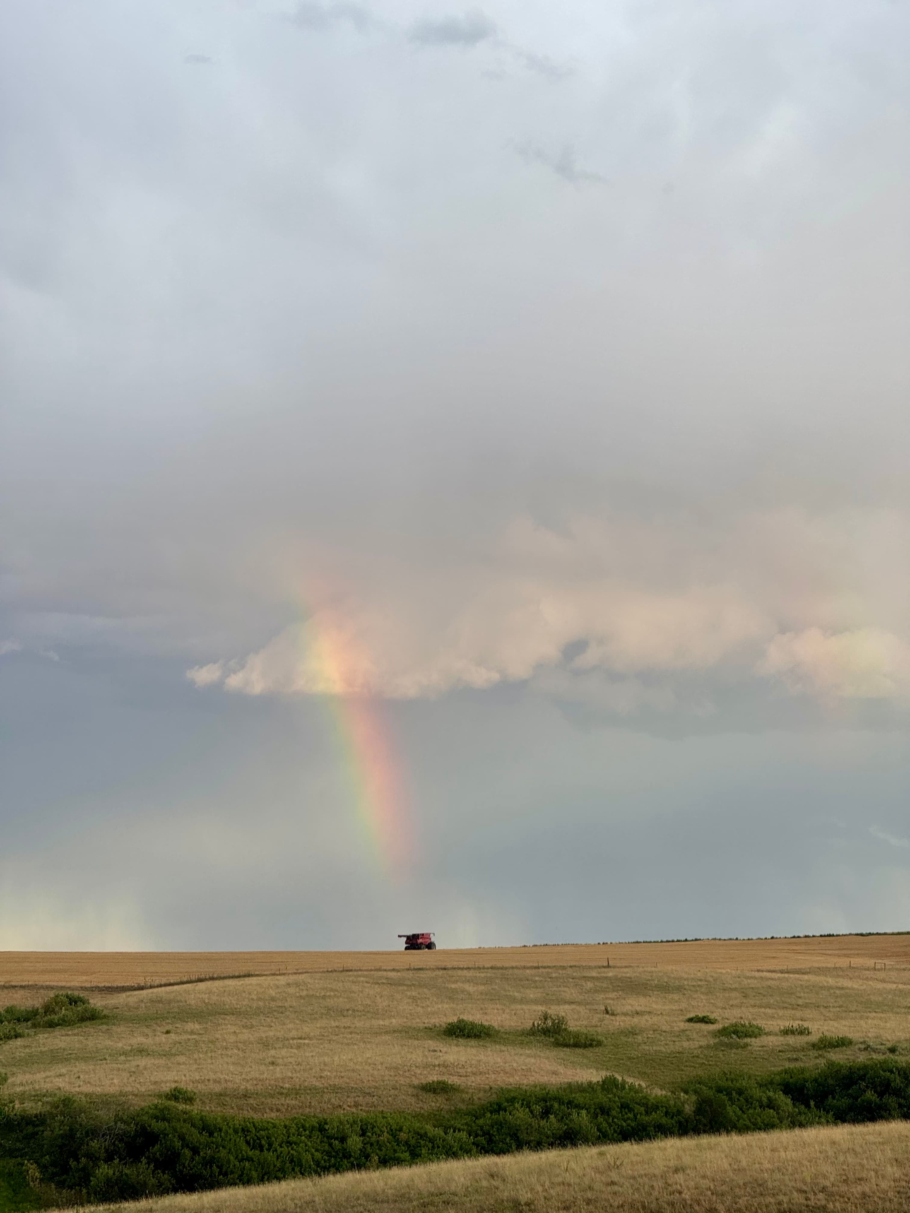Montana Safari