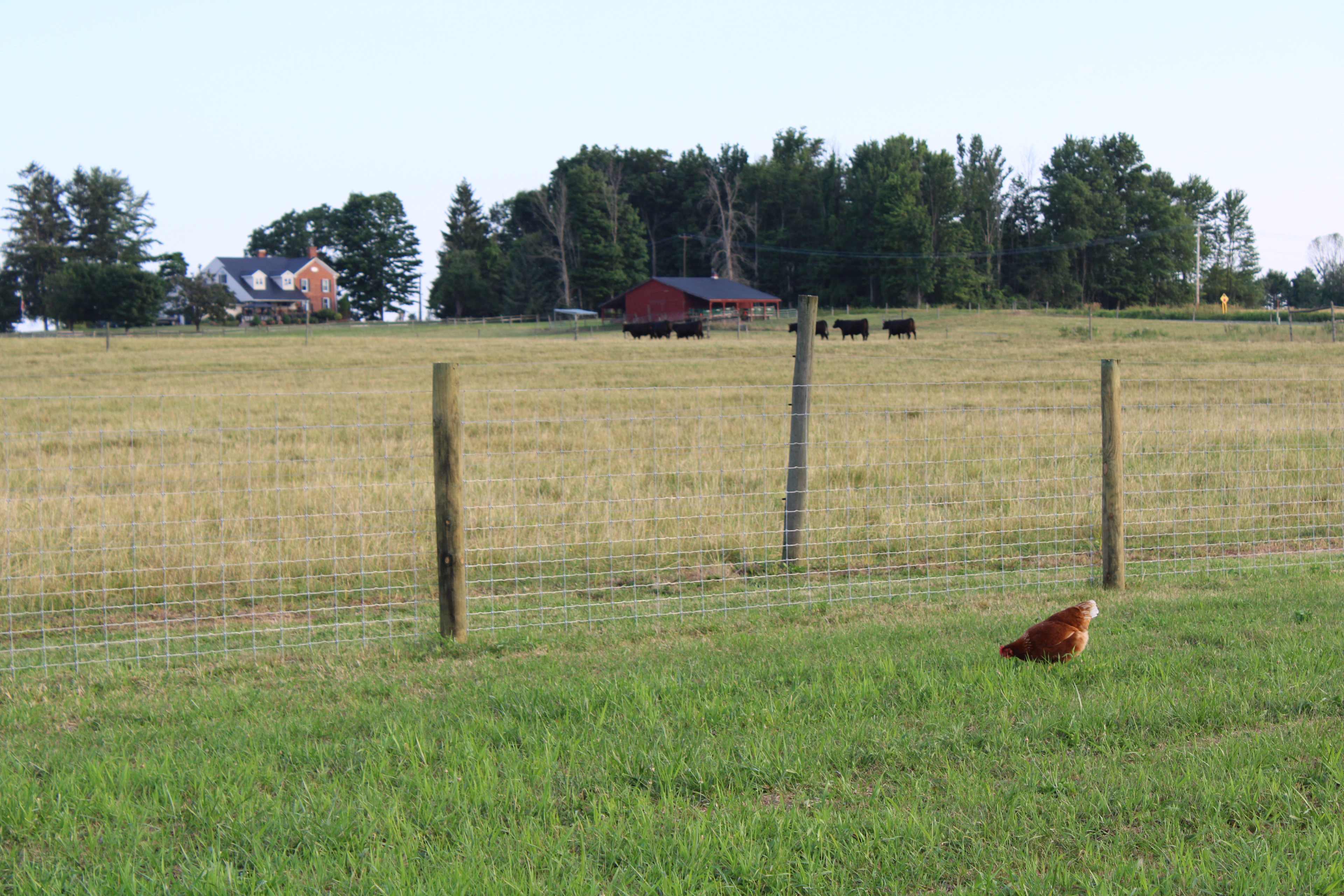 Cattle in the pasture, with one chicken supervising.