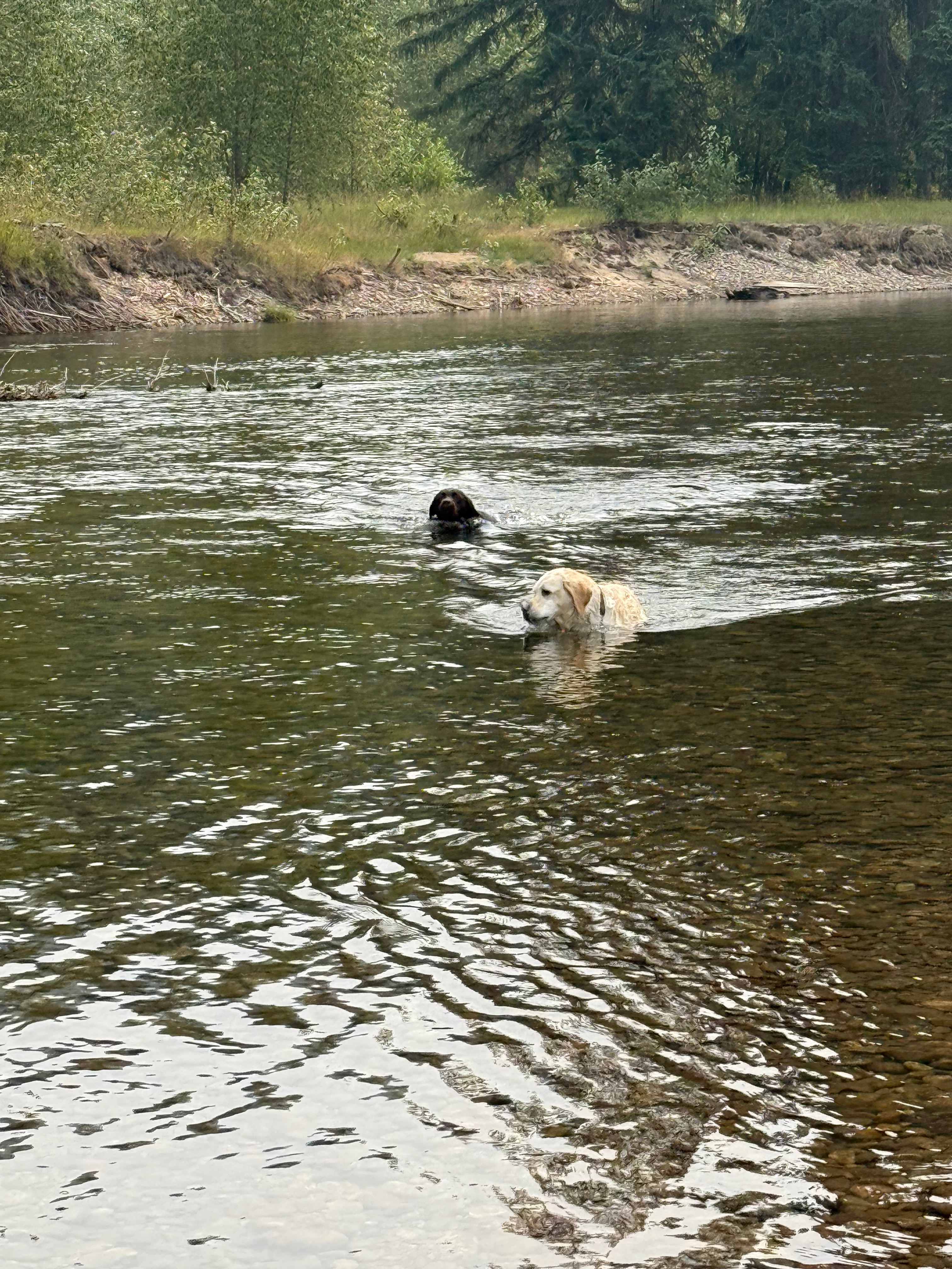Happy pups