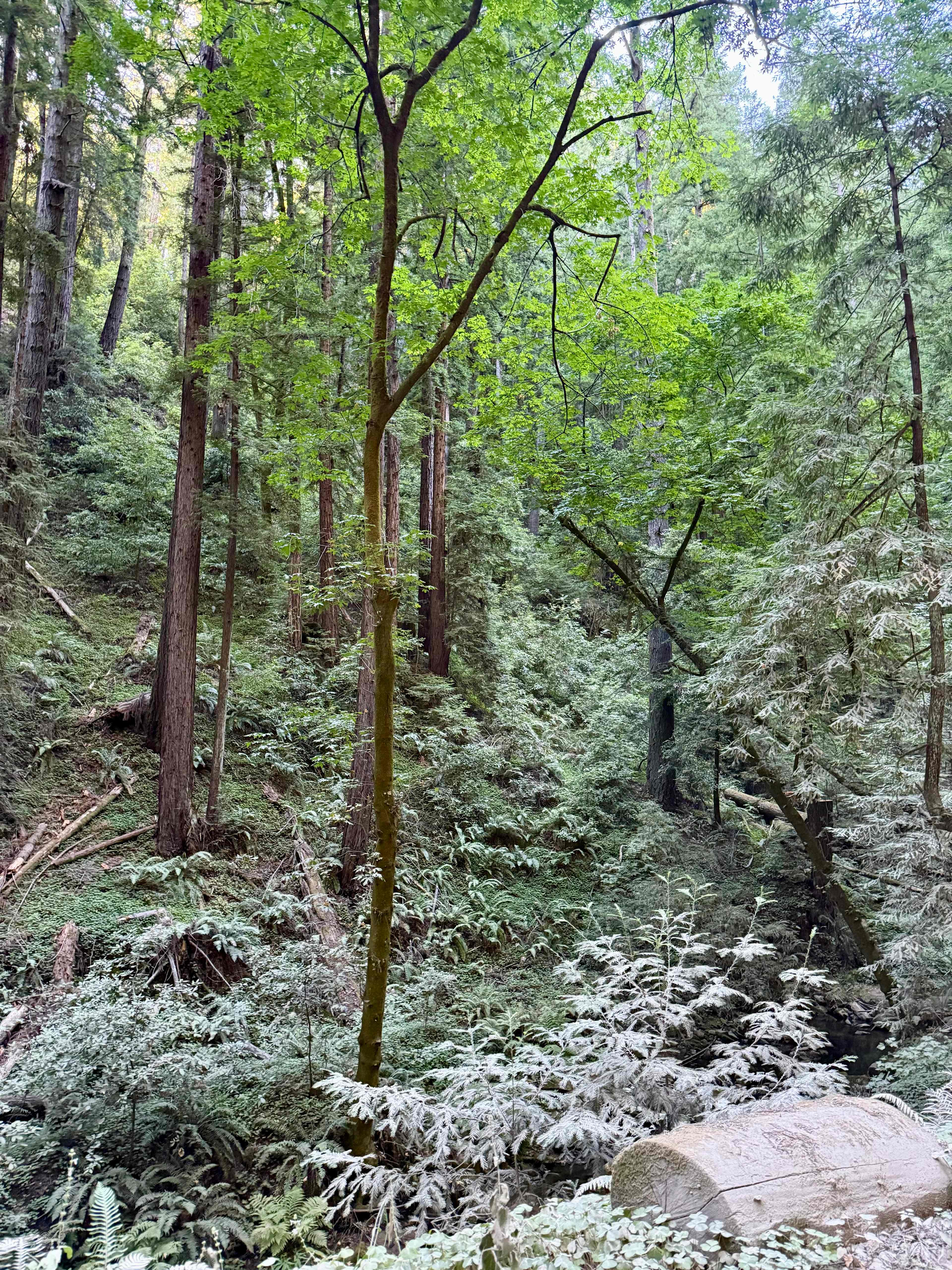 Sacred Earth Retreat (SER)