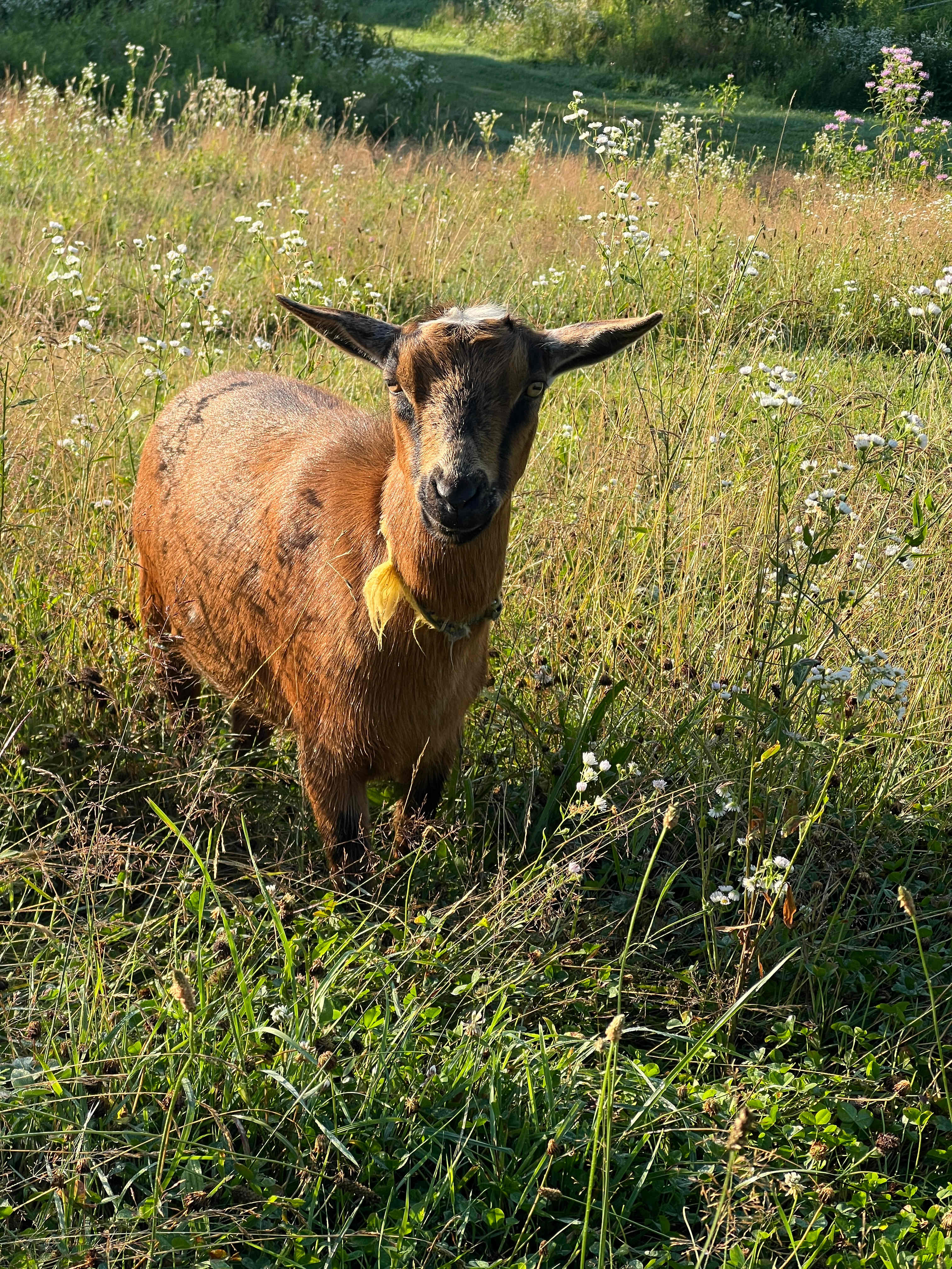 Rosy Goat Farm