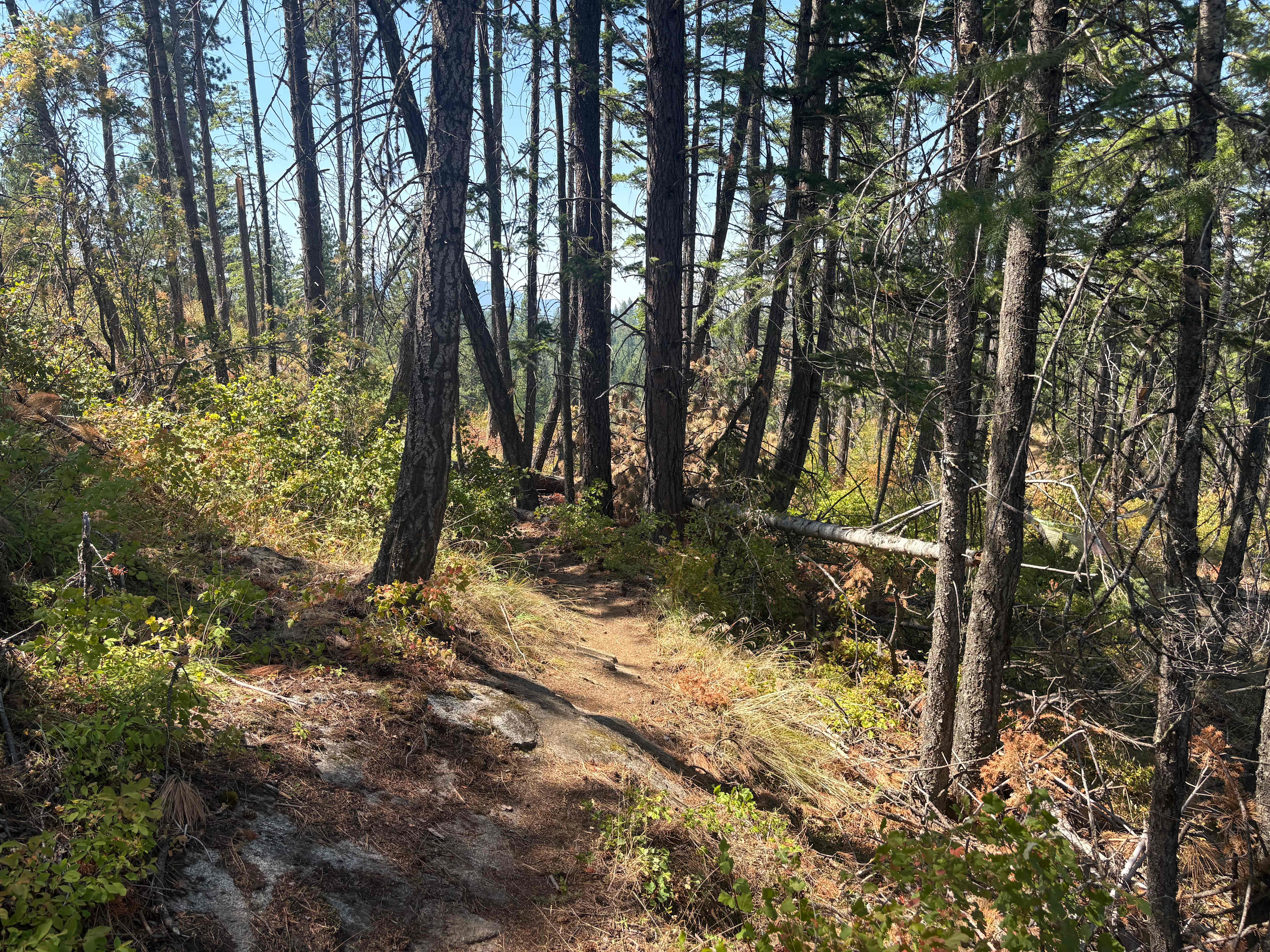 The Mad Moose Ranch