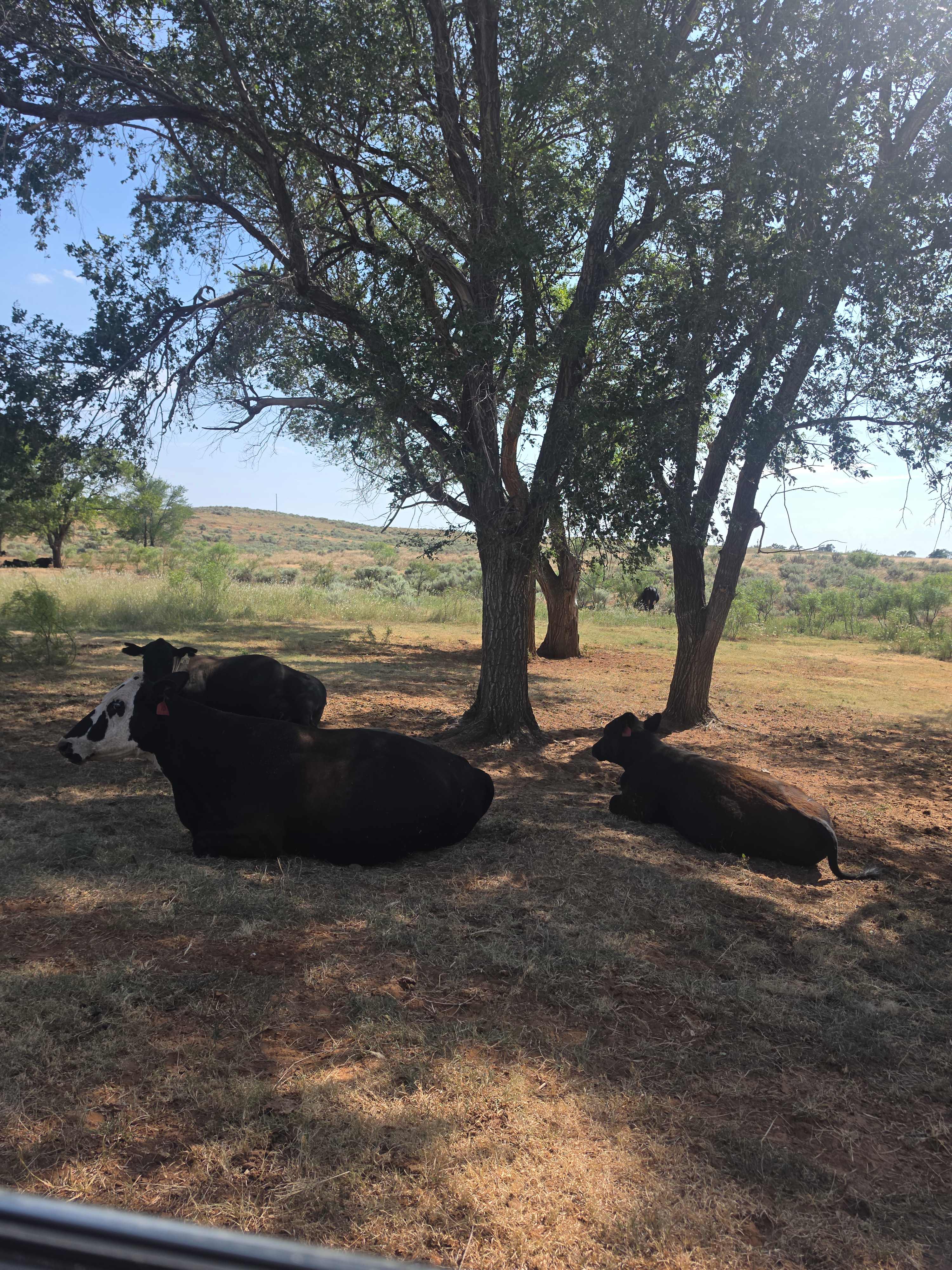 Remote Lone Mound Ranch