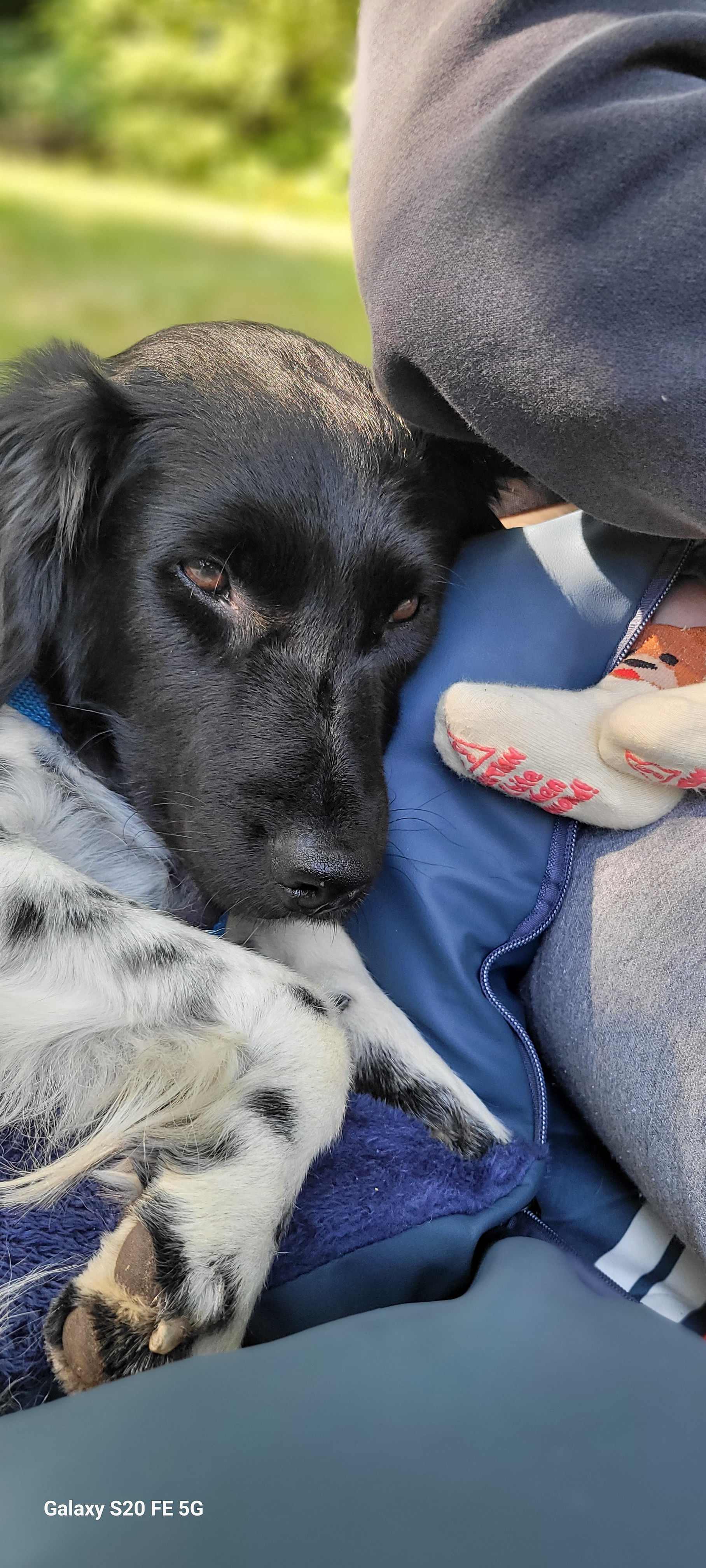 dog and baby friendly 