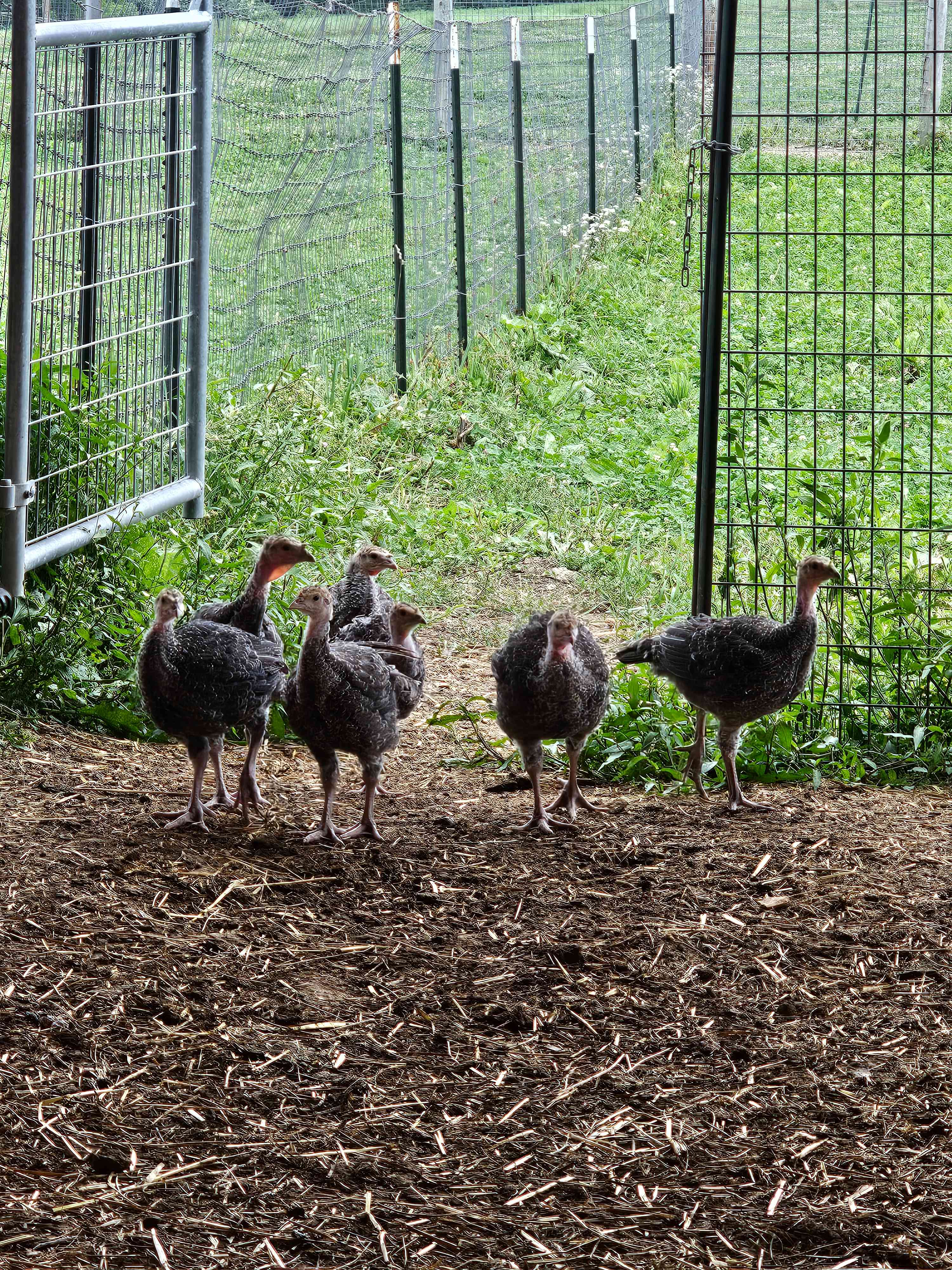 Baby turkeys