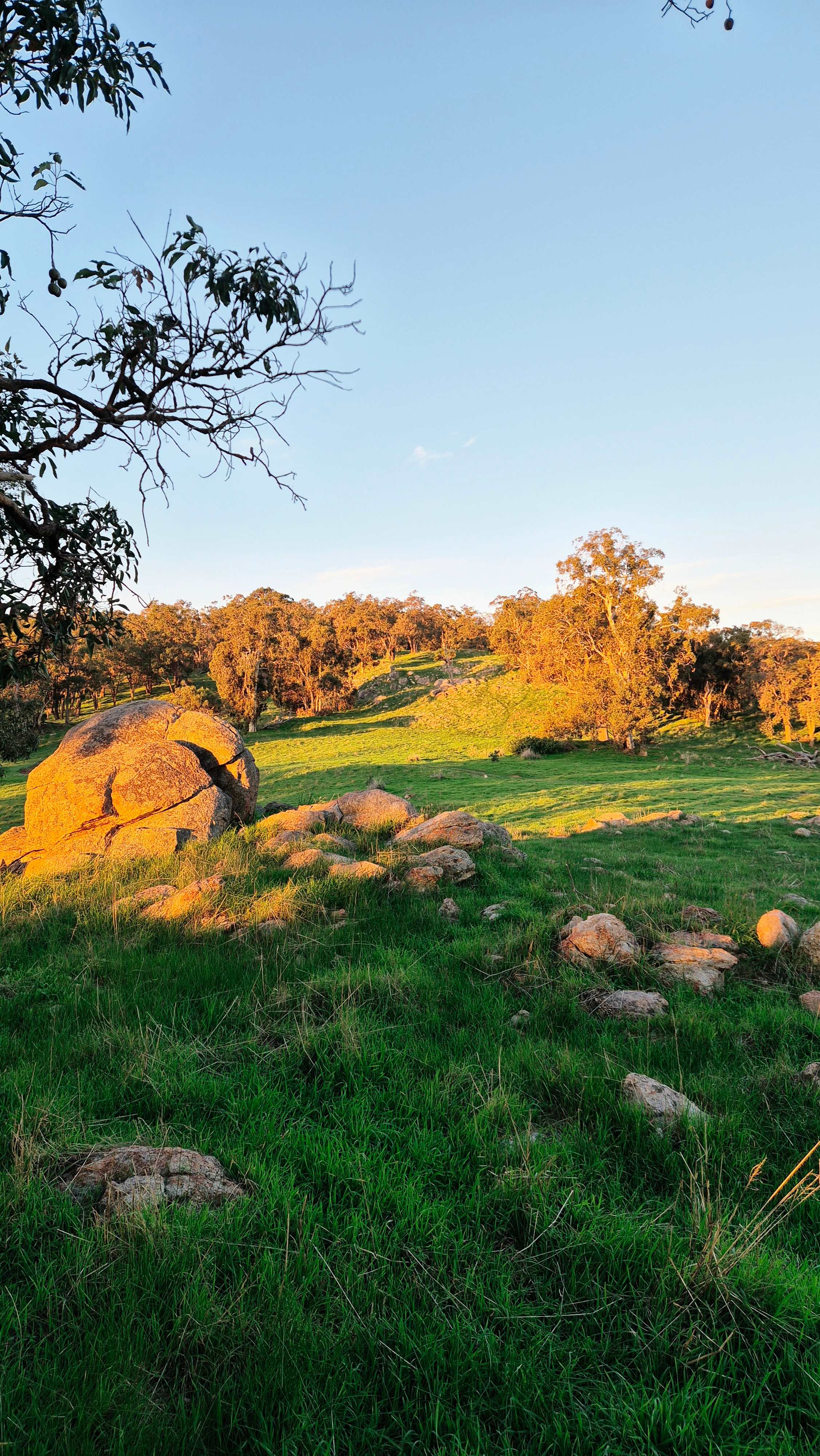 Jacaranda Hill Farm