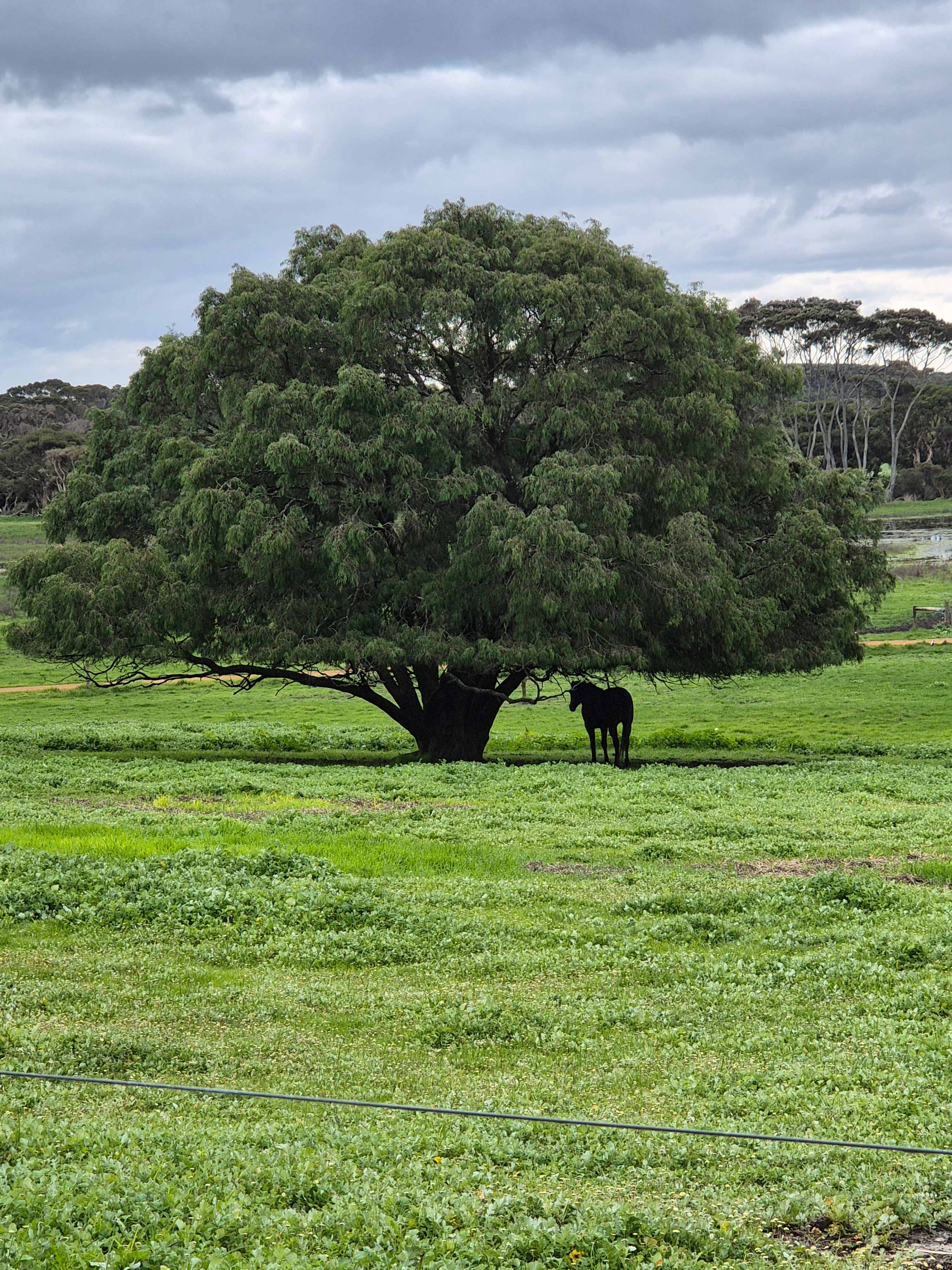 Dunmore Homestead Farmstay