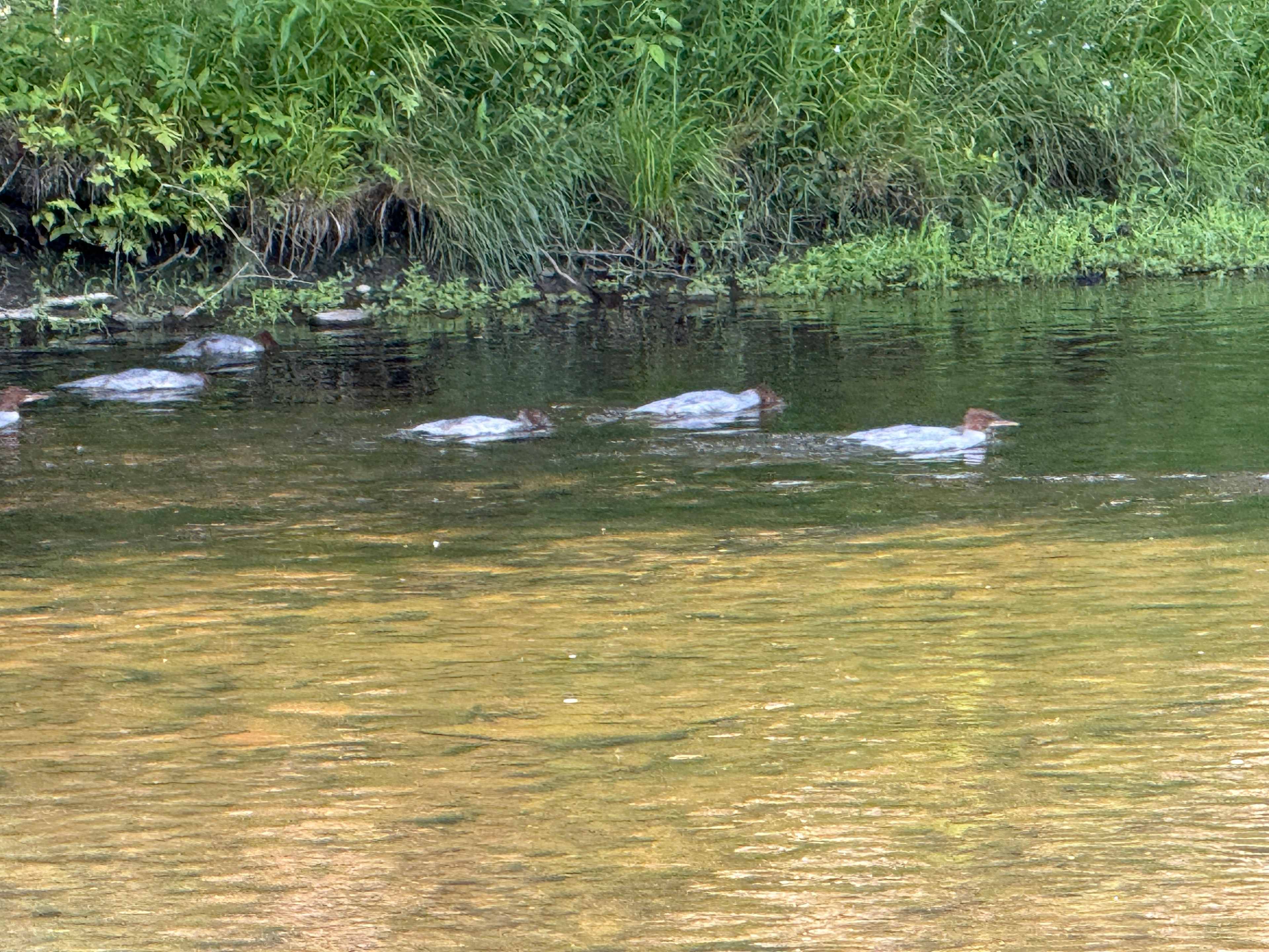 The Neversink River Isle