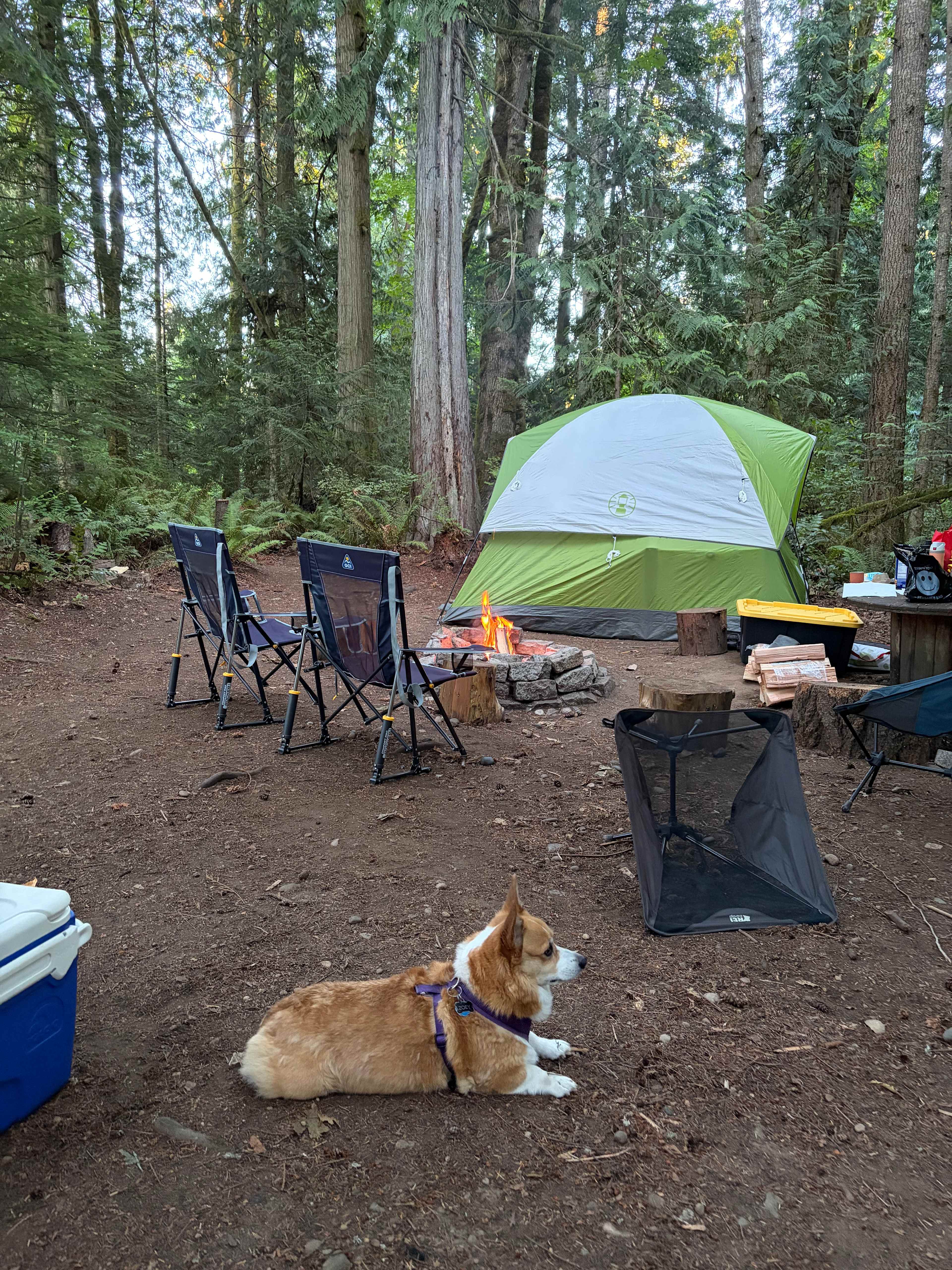 Guard dog watching over the campsite