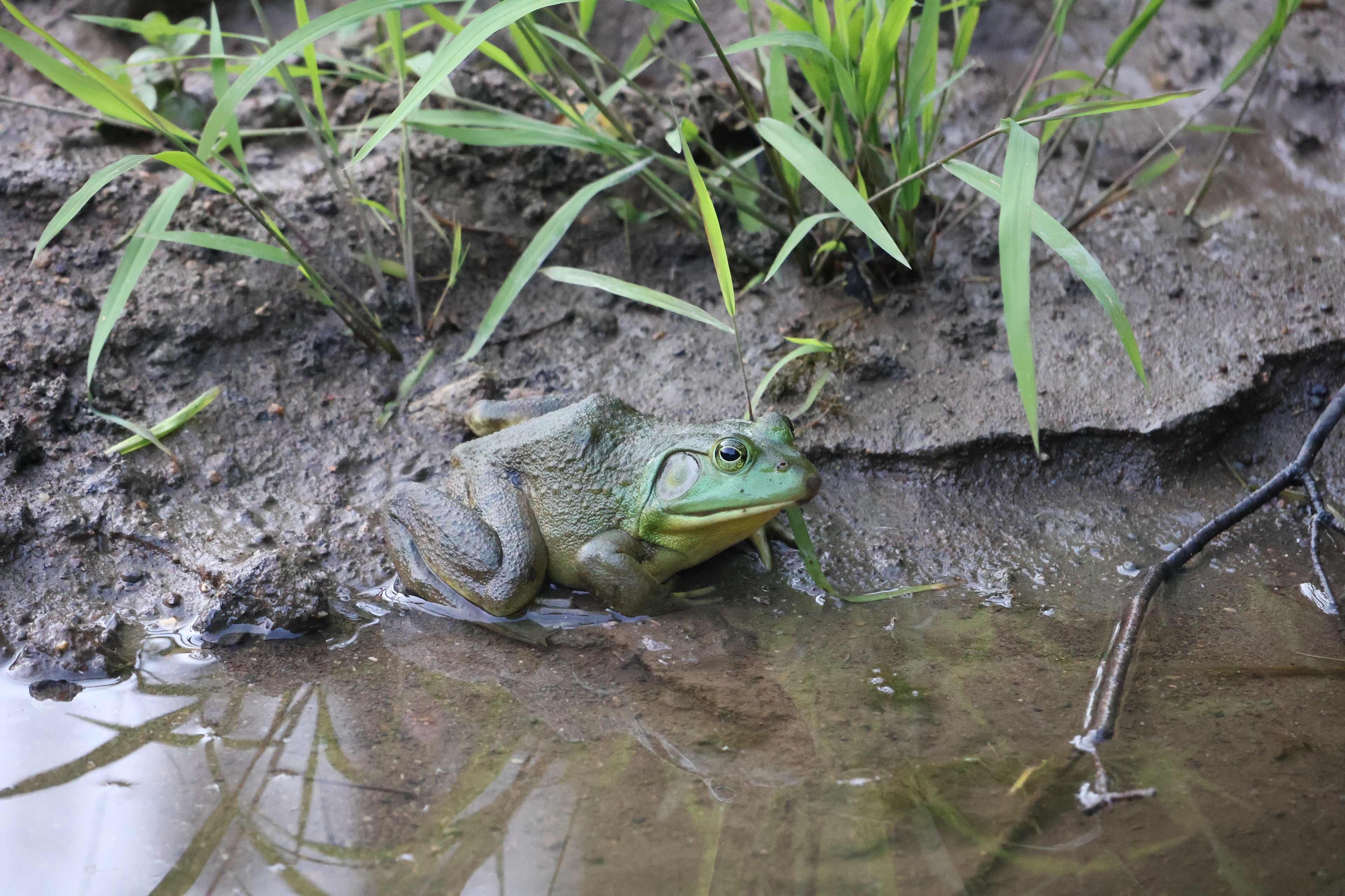 Beautiful frogs in the pond near the house!