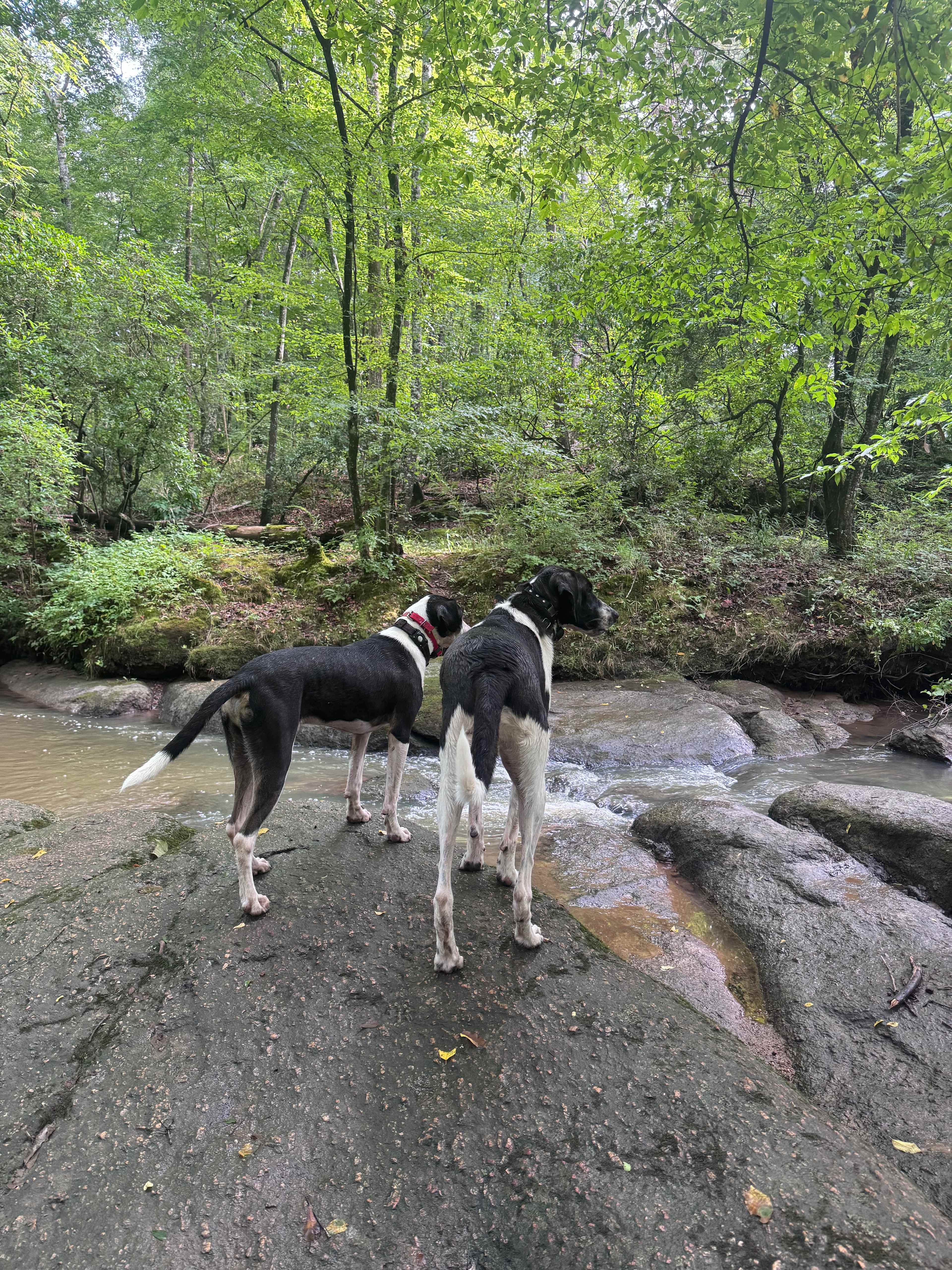 The swimming hole