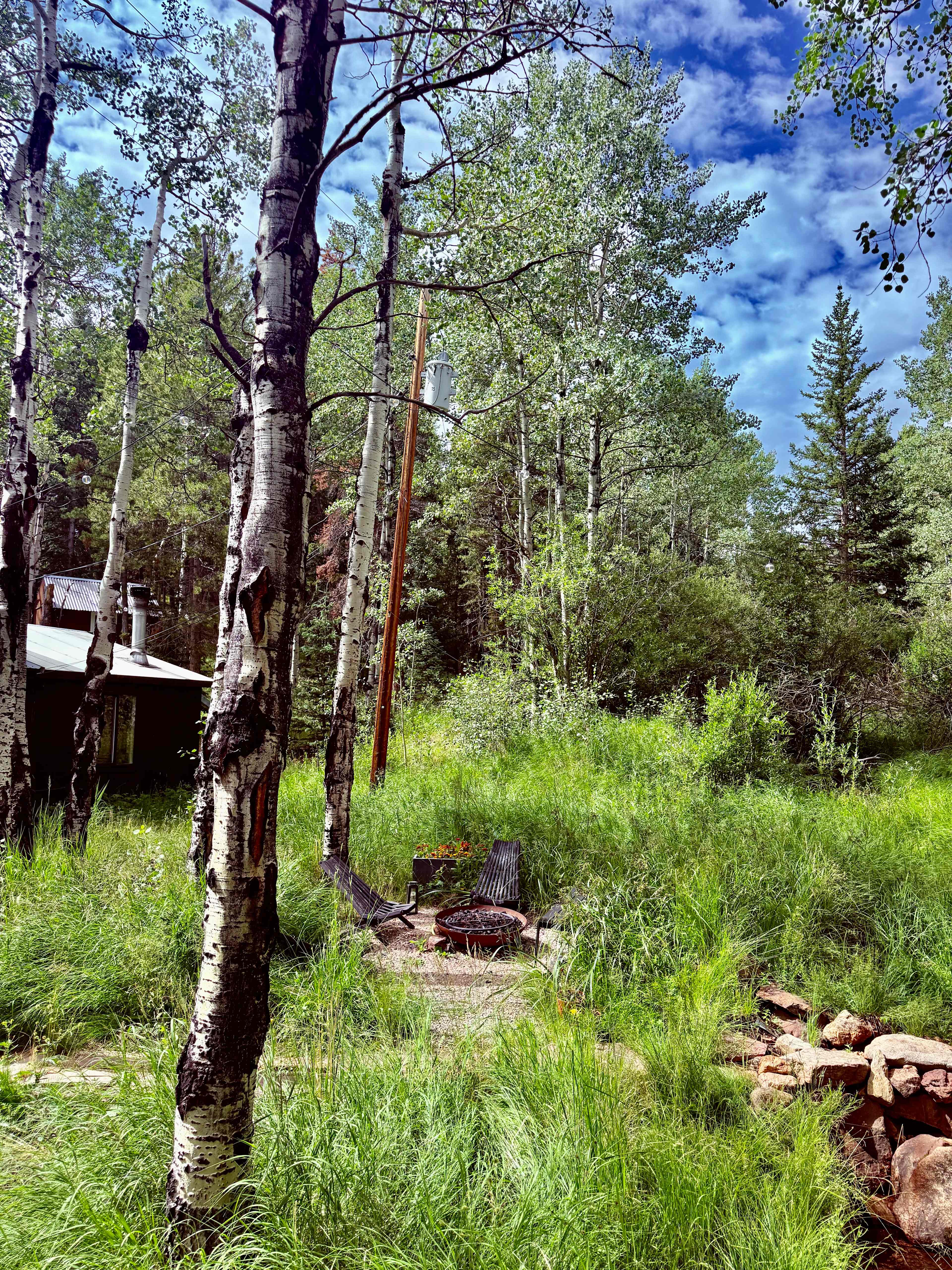 Aspen Forest in Evergreen Colorado