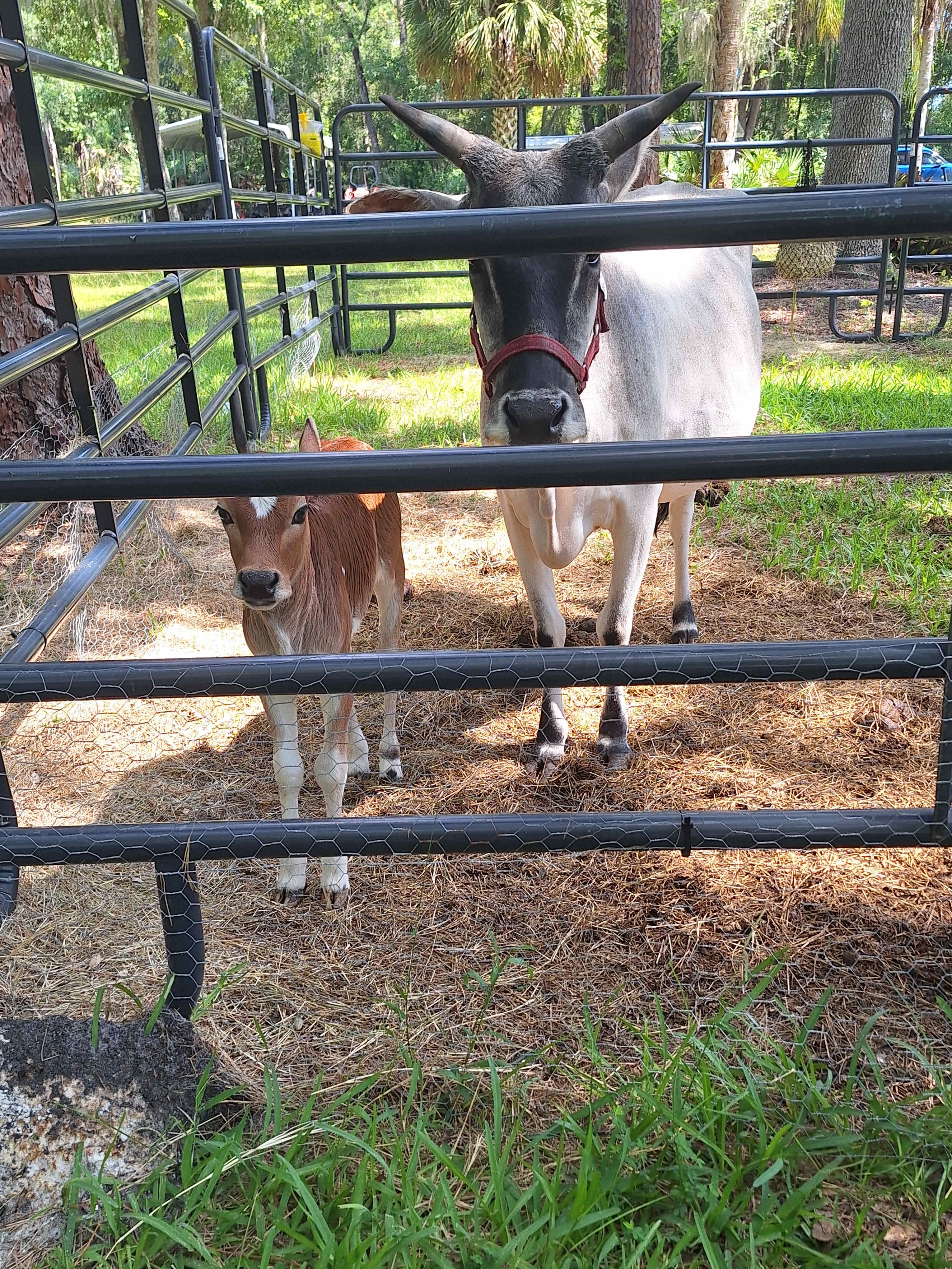Thunder and Doris
