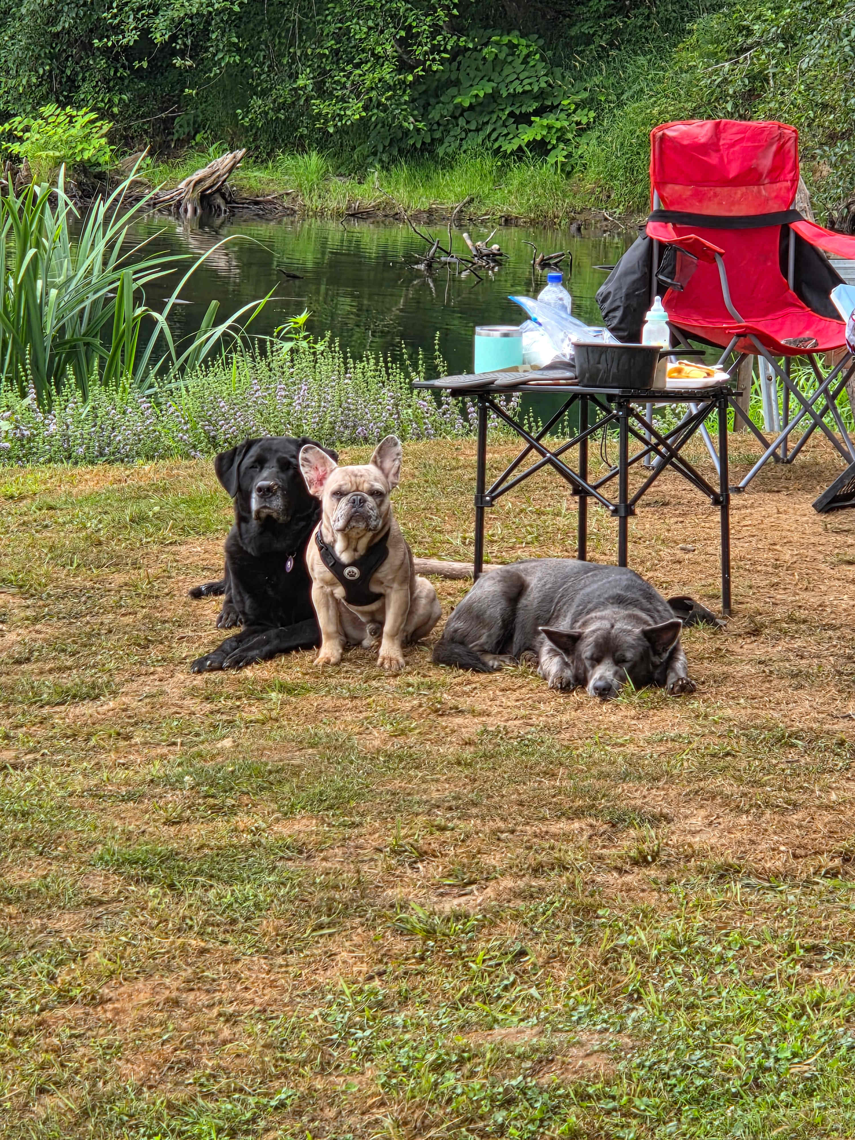 Cowlitz River Camping