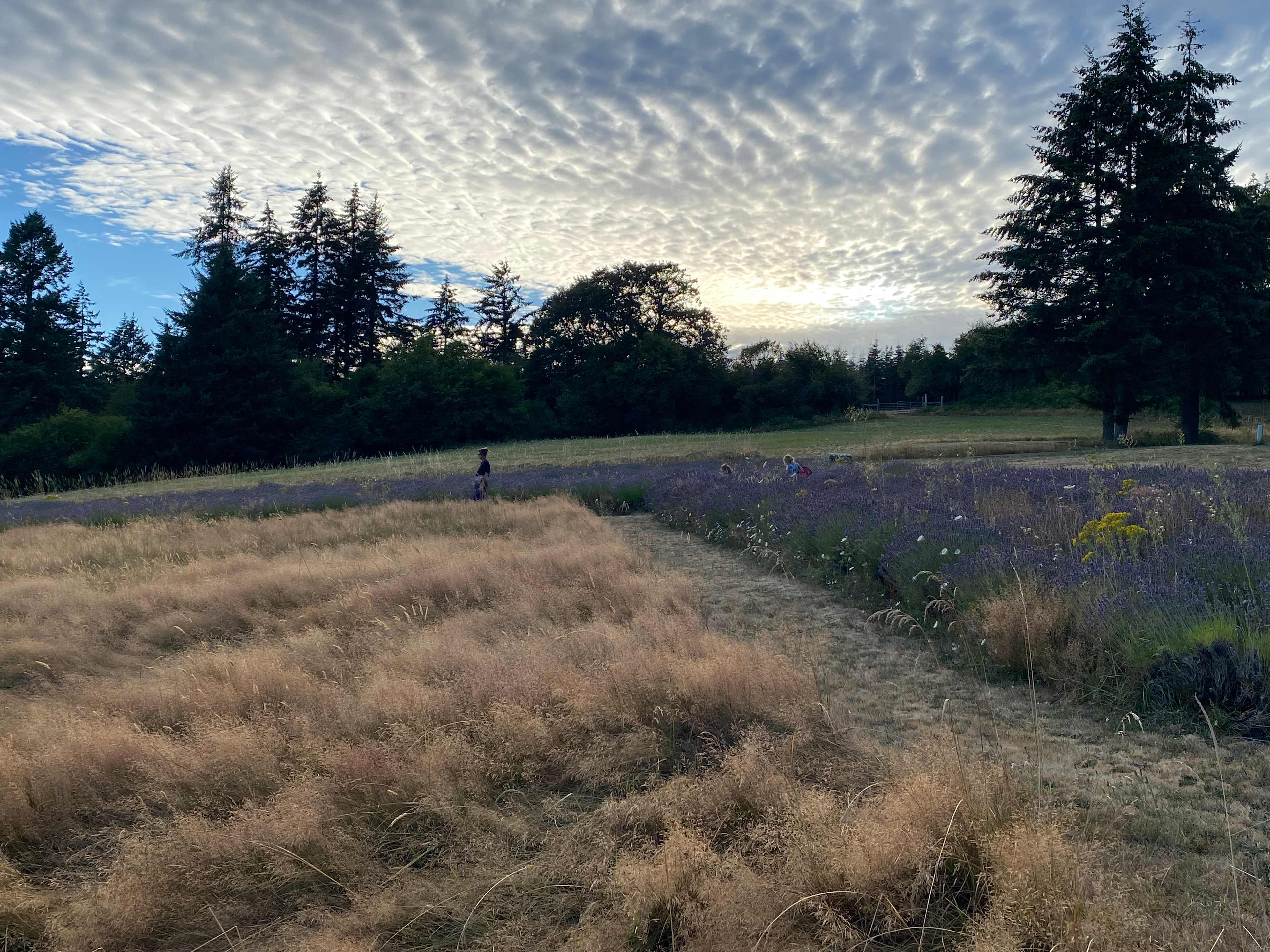 Lavender Farm