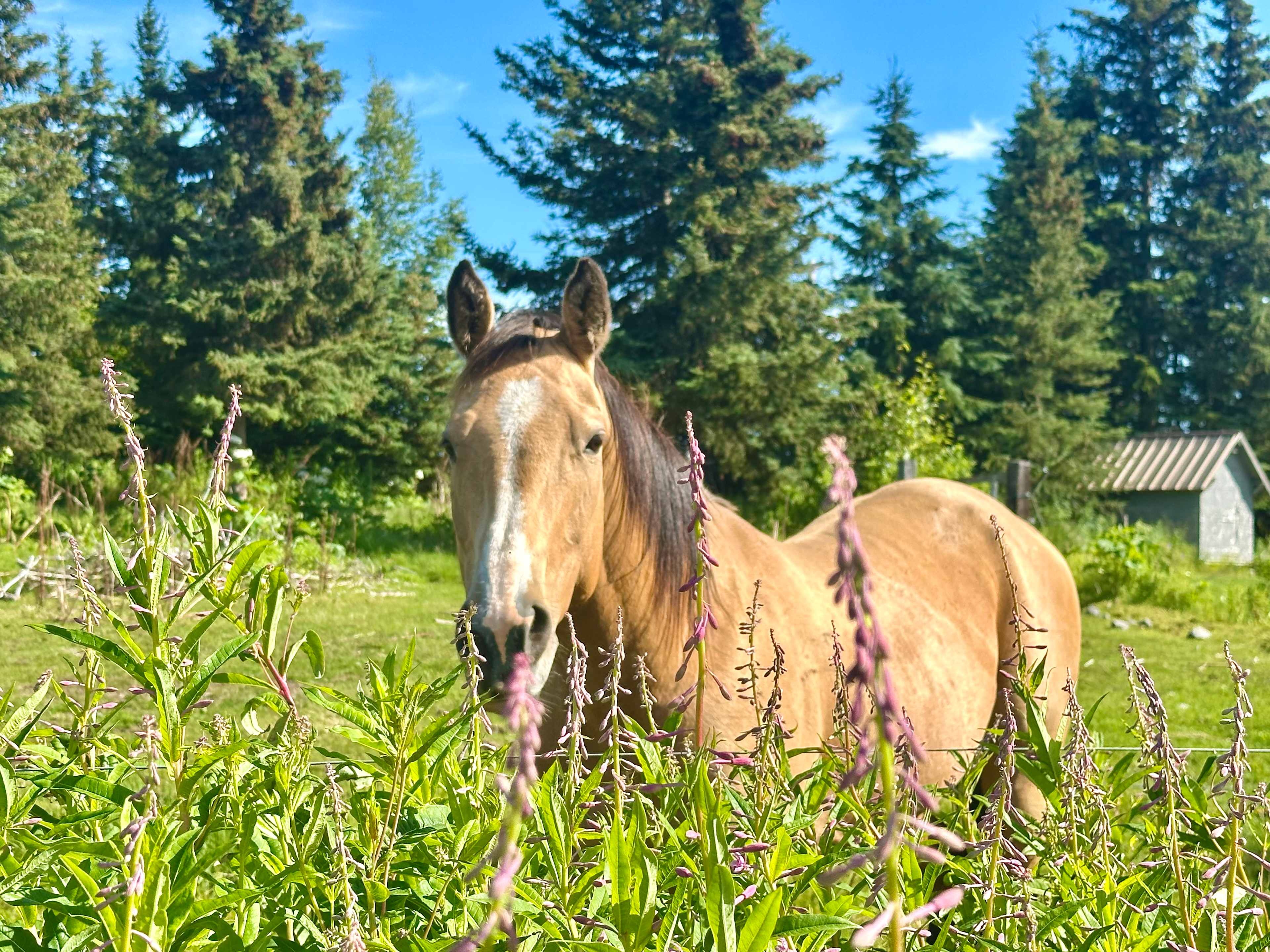 Lazy J Ranch
