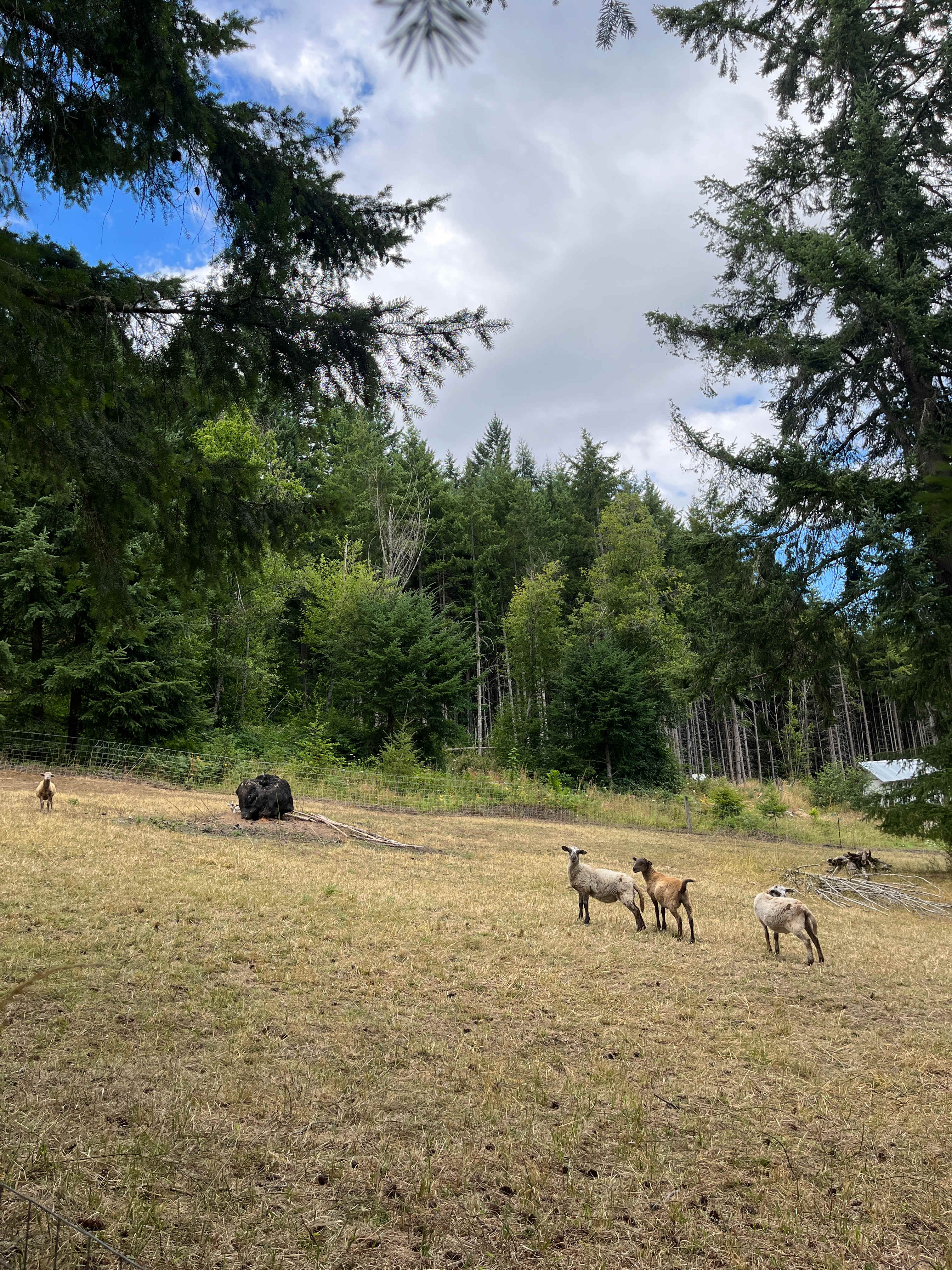 Acme Acres