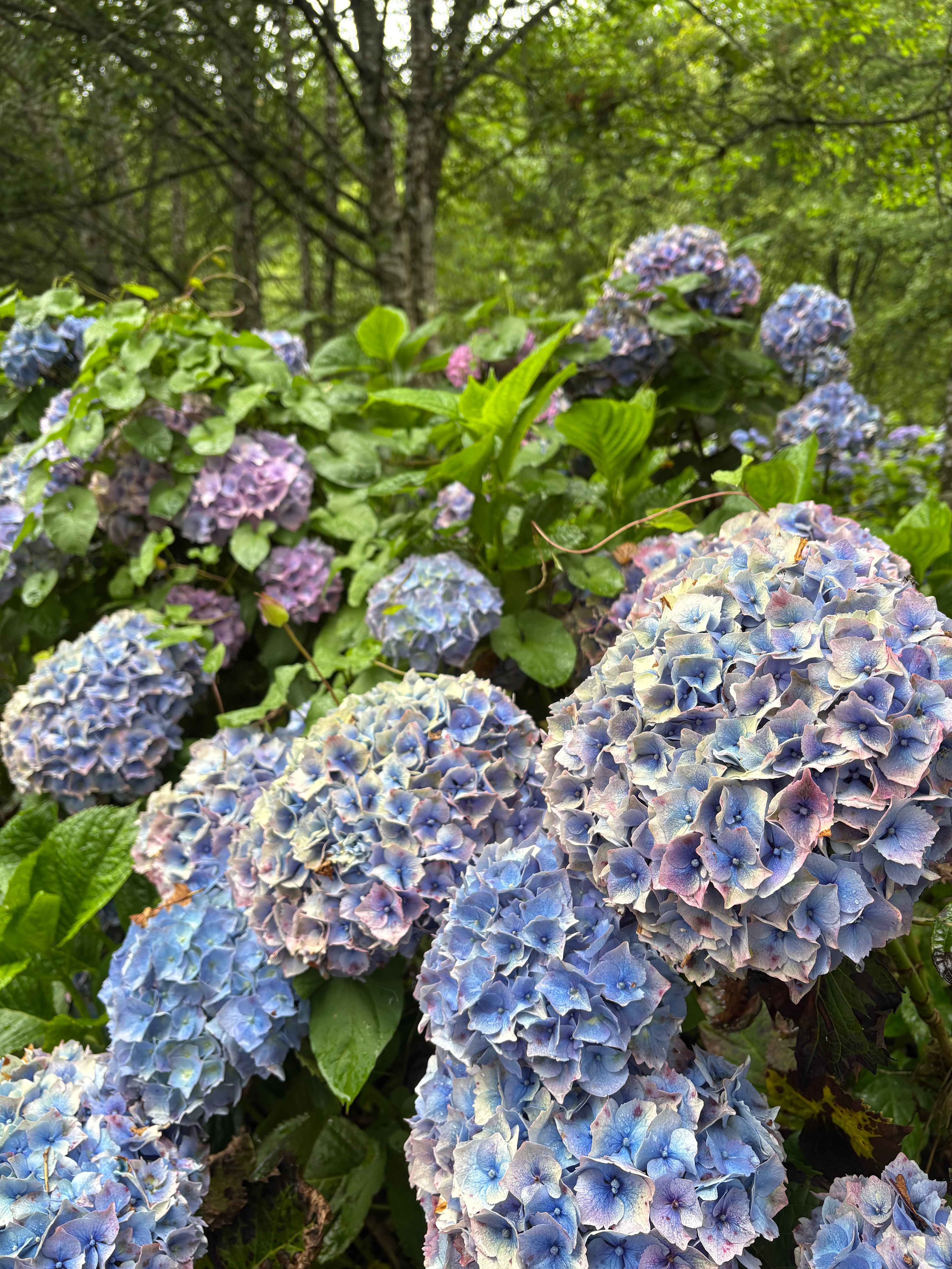 The Hydrangea Ranch