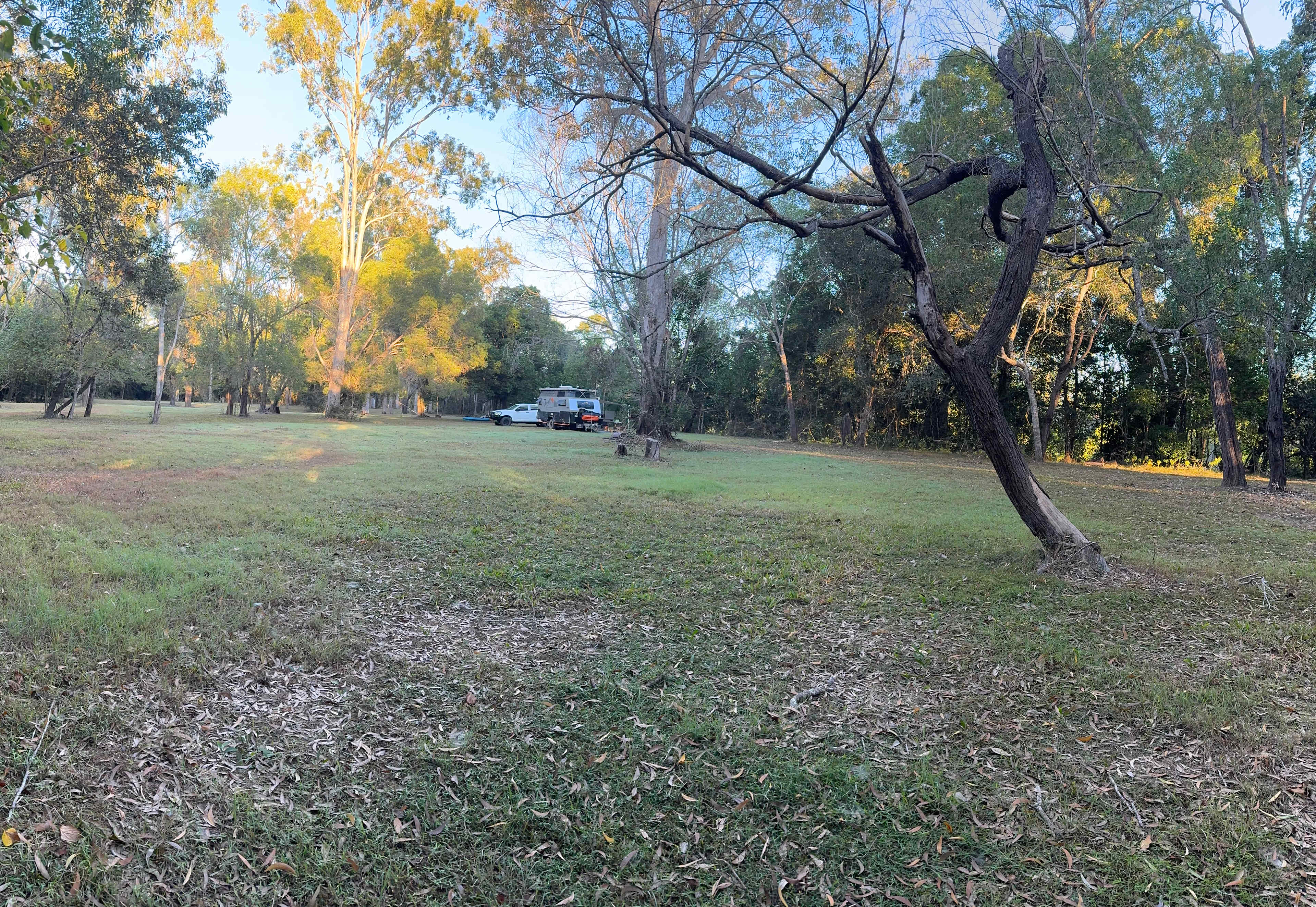 Kotuku on Oyster Creek