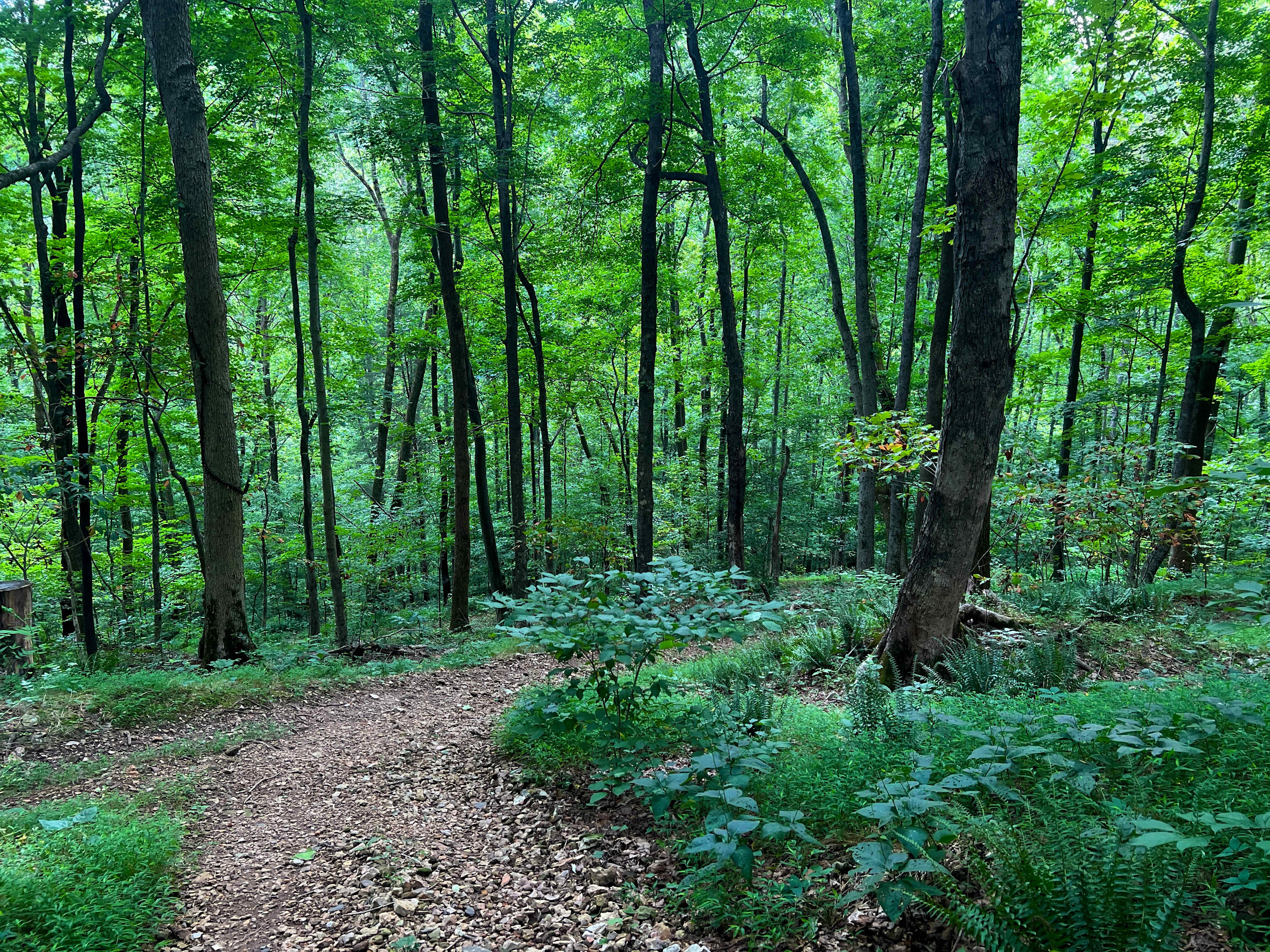 Part of the hike up the hill