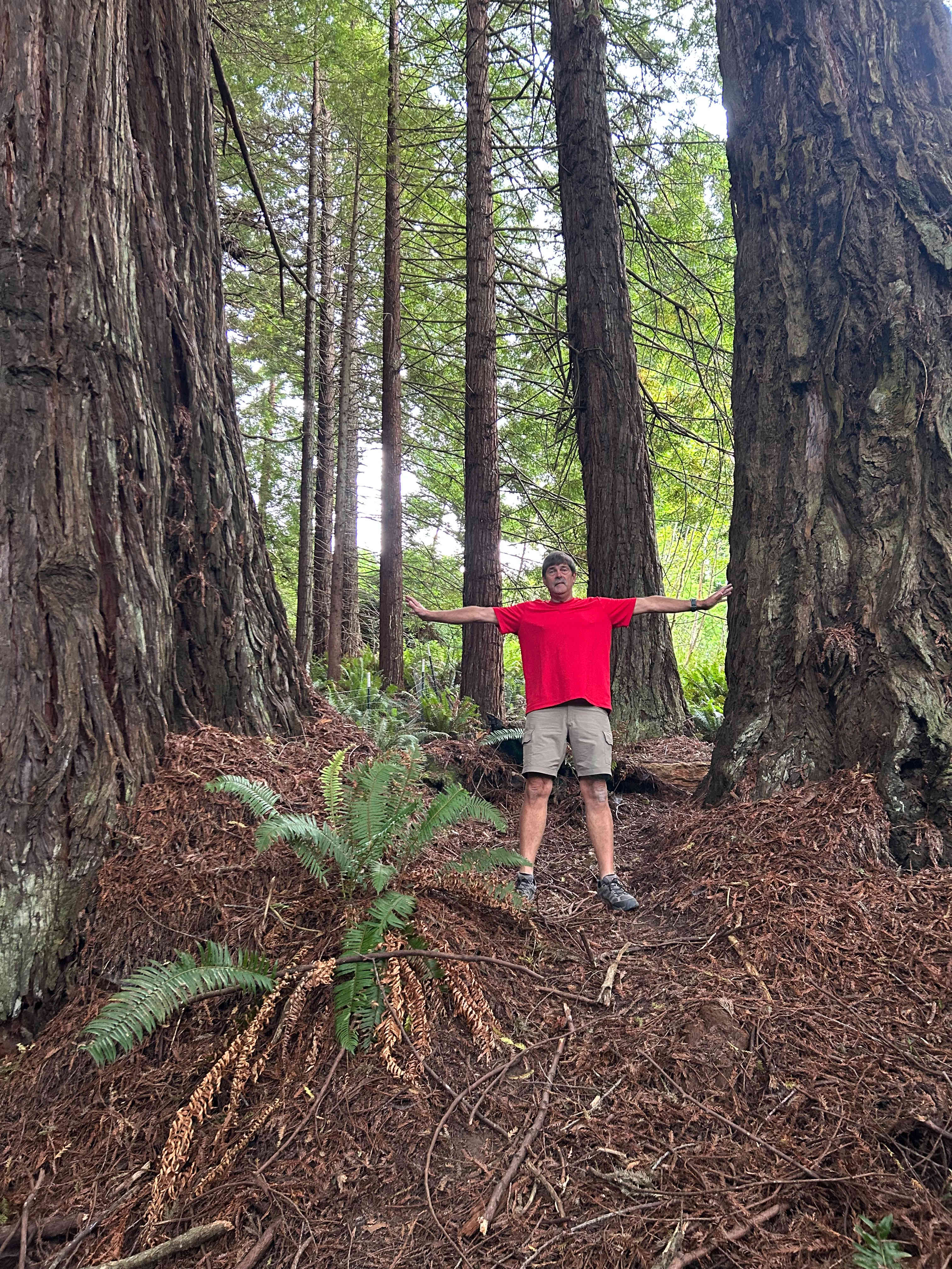 Redwoods Rest Stop