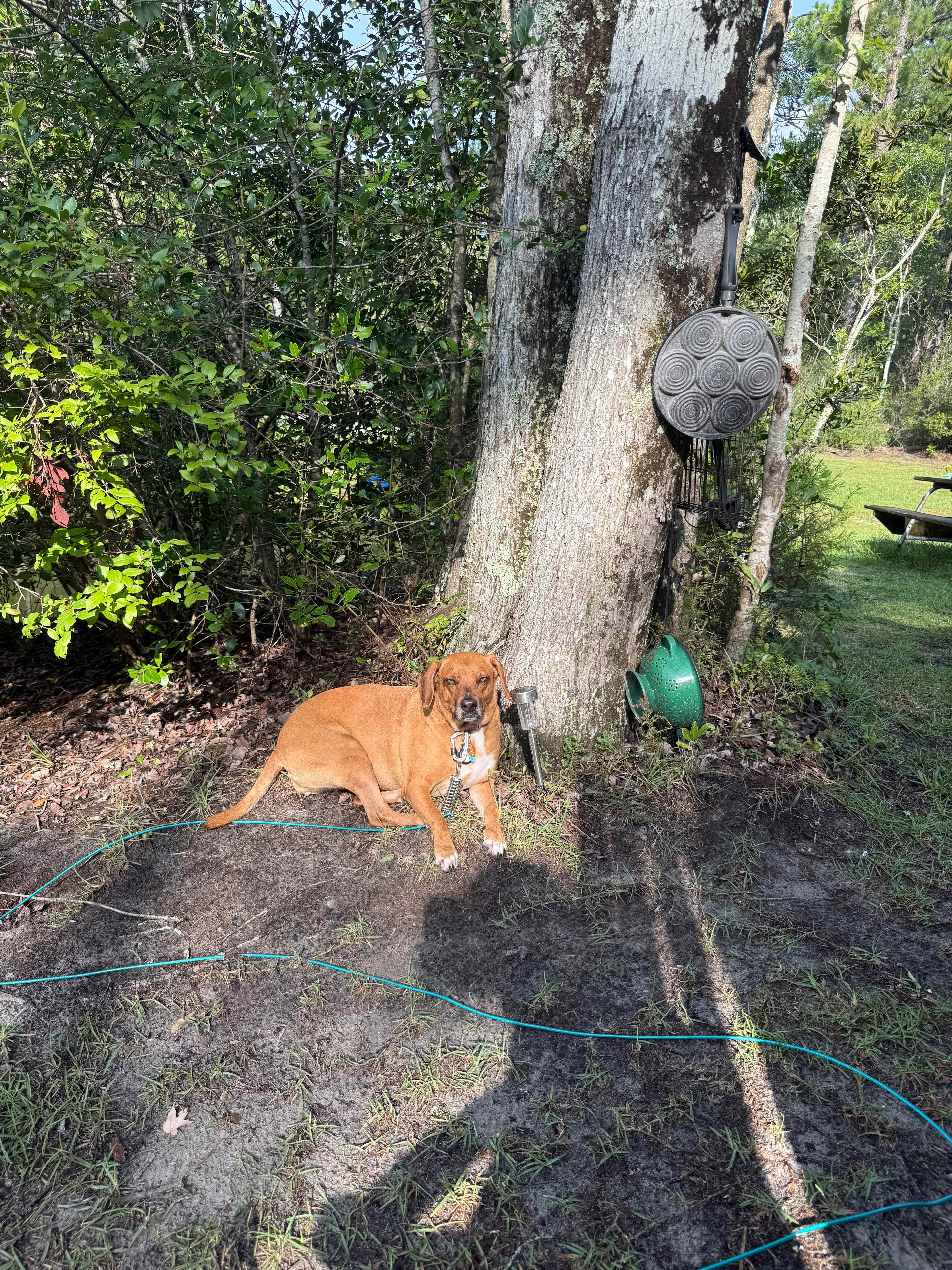 Easy to have a pet on the property