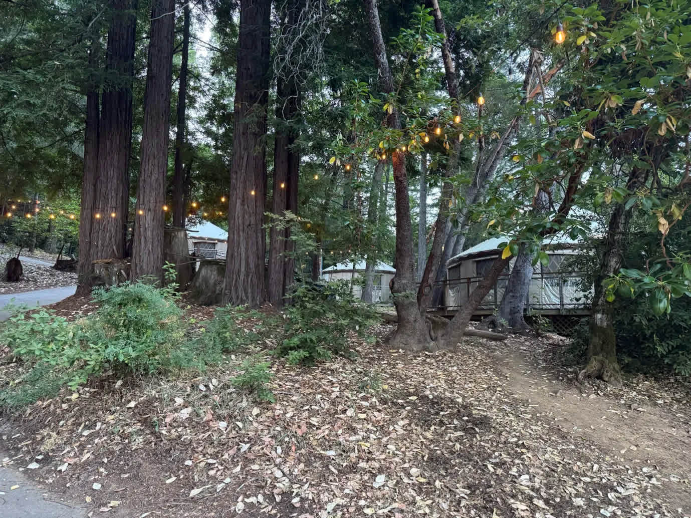 A view of the 3 yurts to sleep in from down the hill near the kitchen yurt