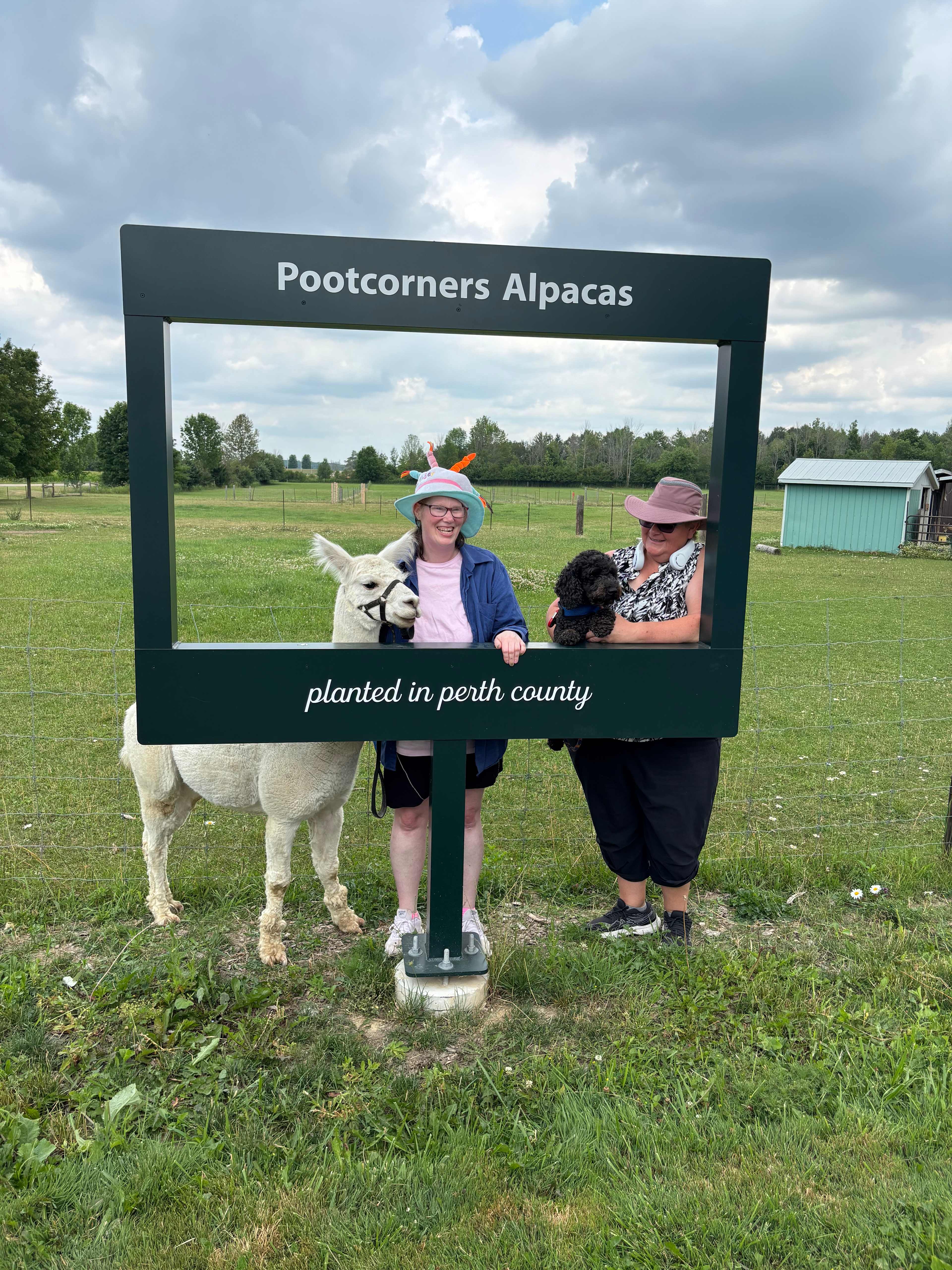 Pootcorners Alpacas
