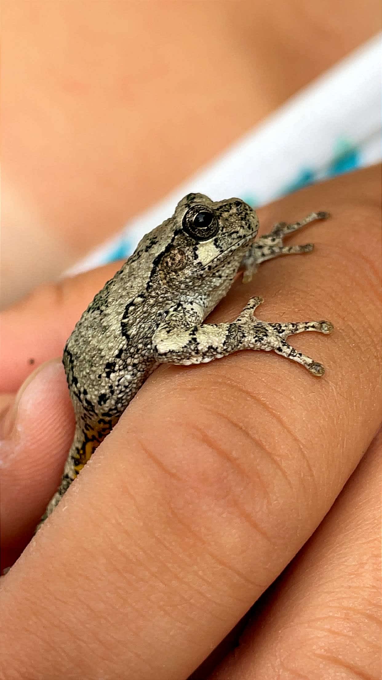 A little froggy friend that greeted us