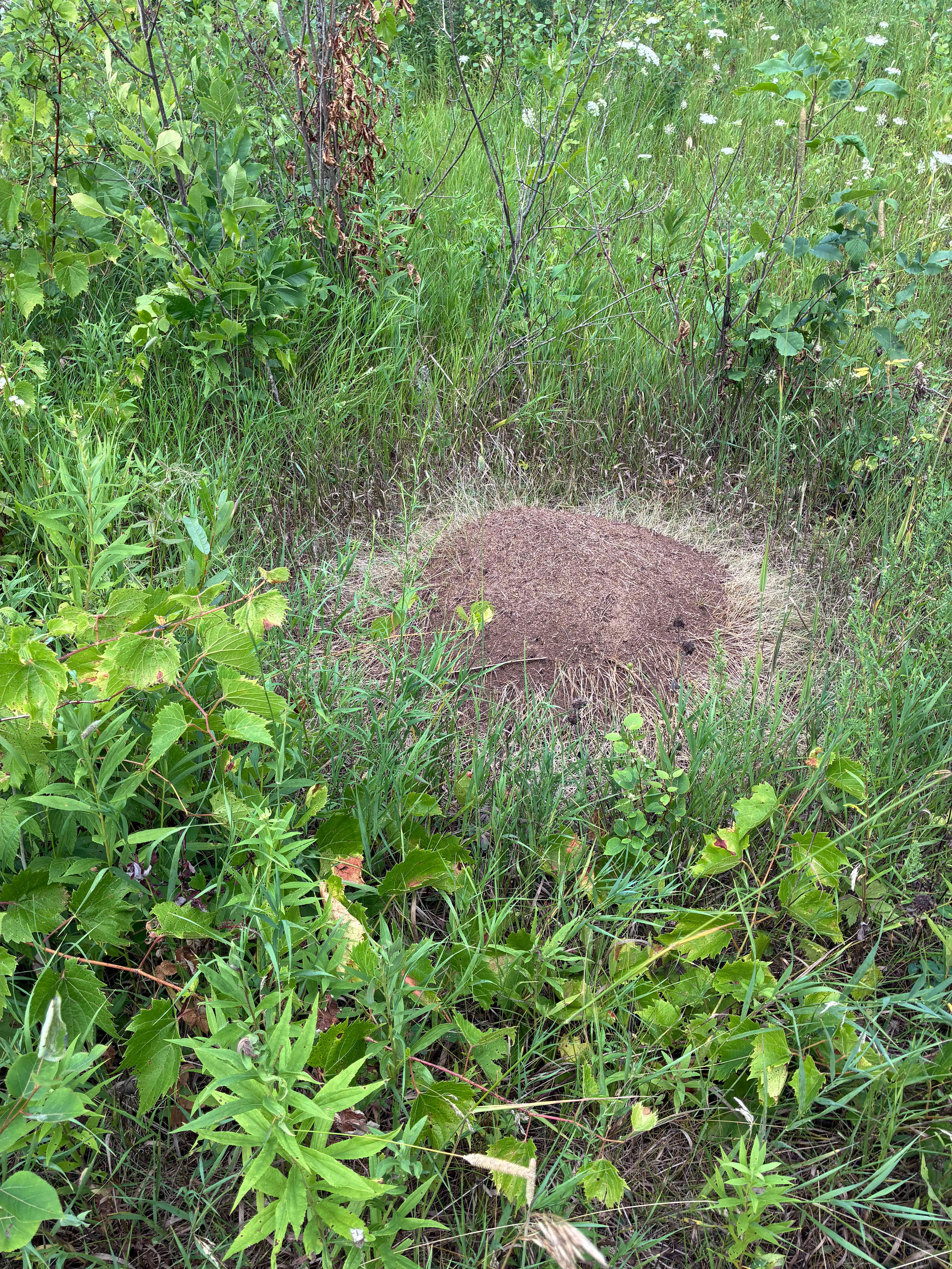 Massive anthill worth checking out.(near campfire)