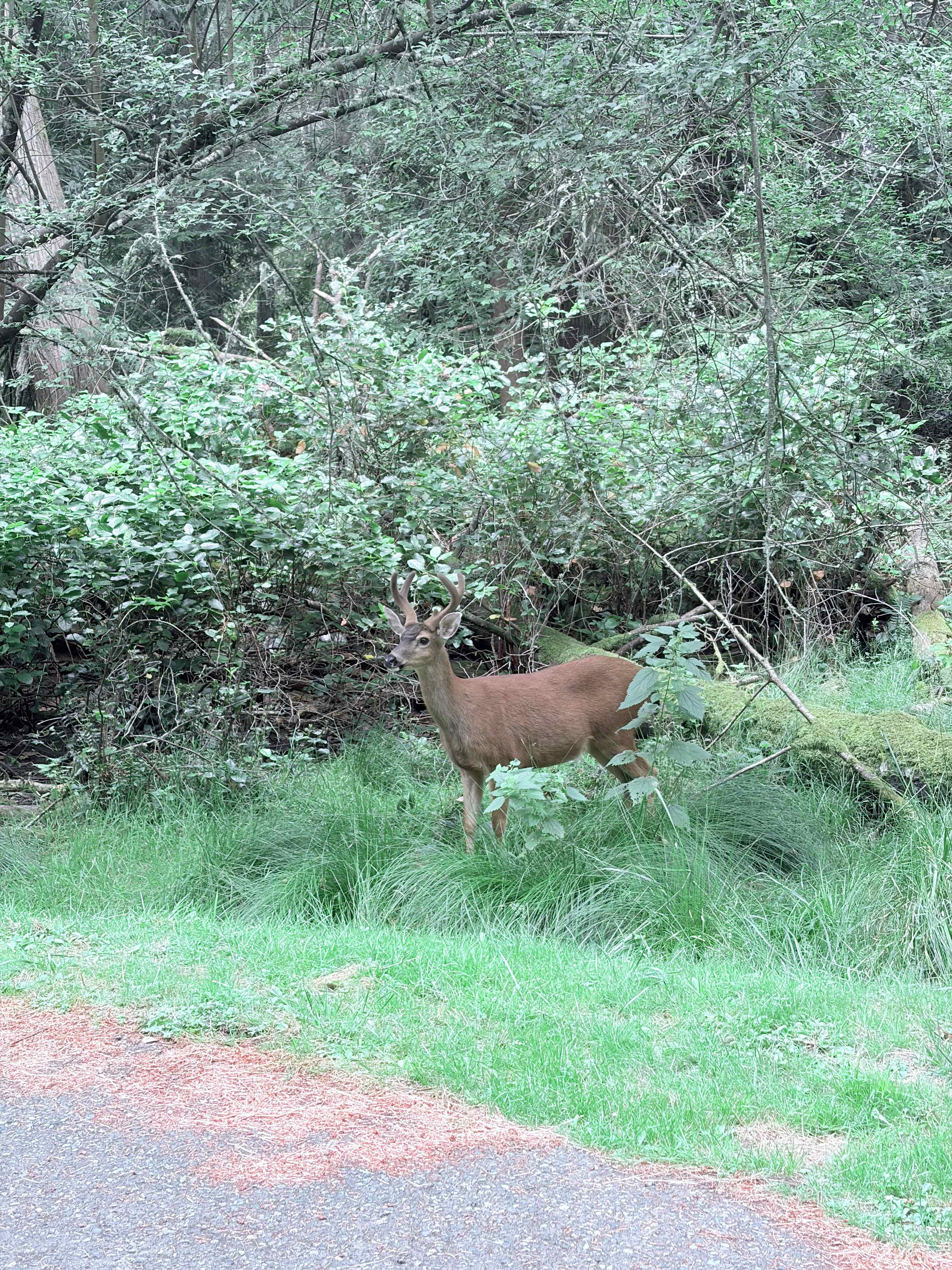 Deer!