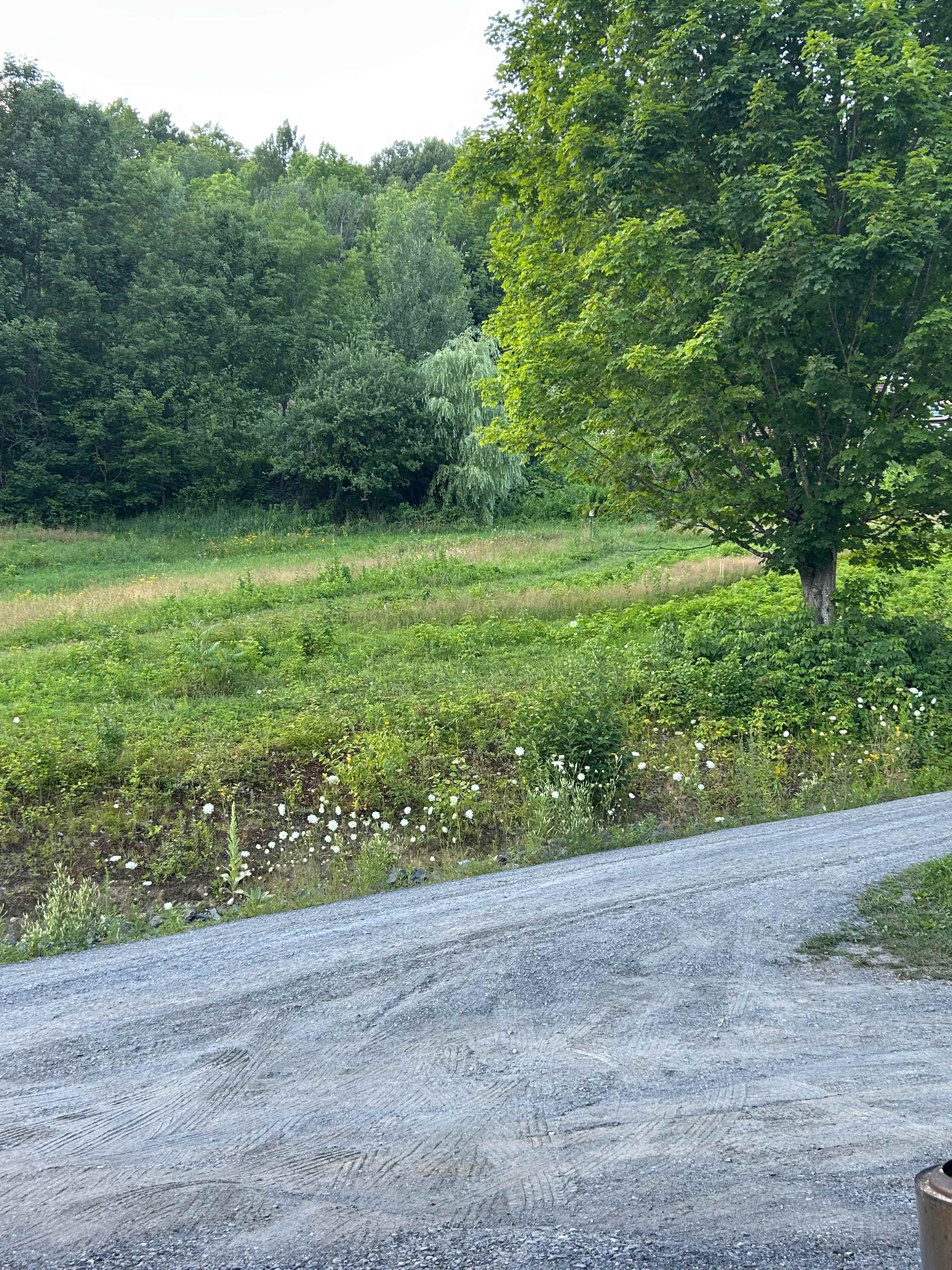 Woodbury Meadows