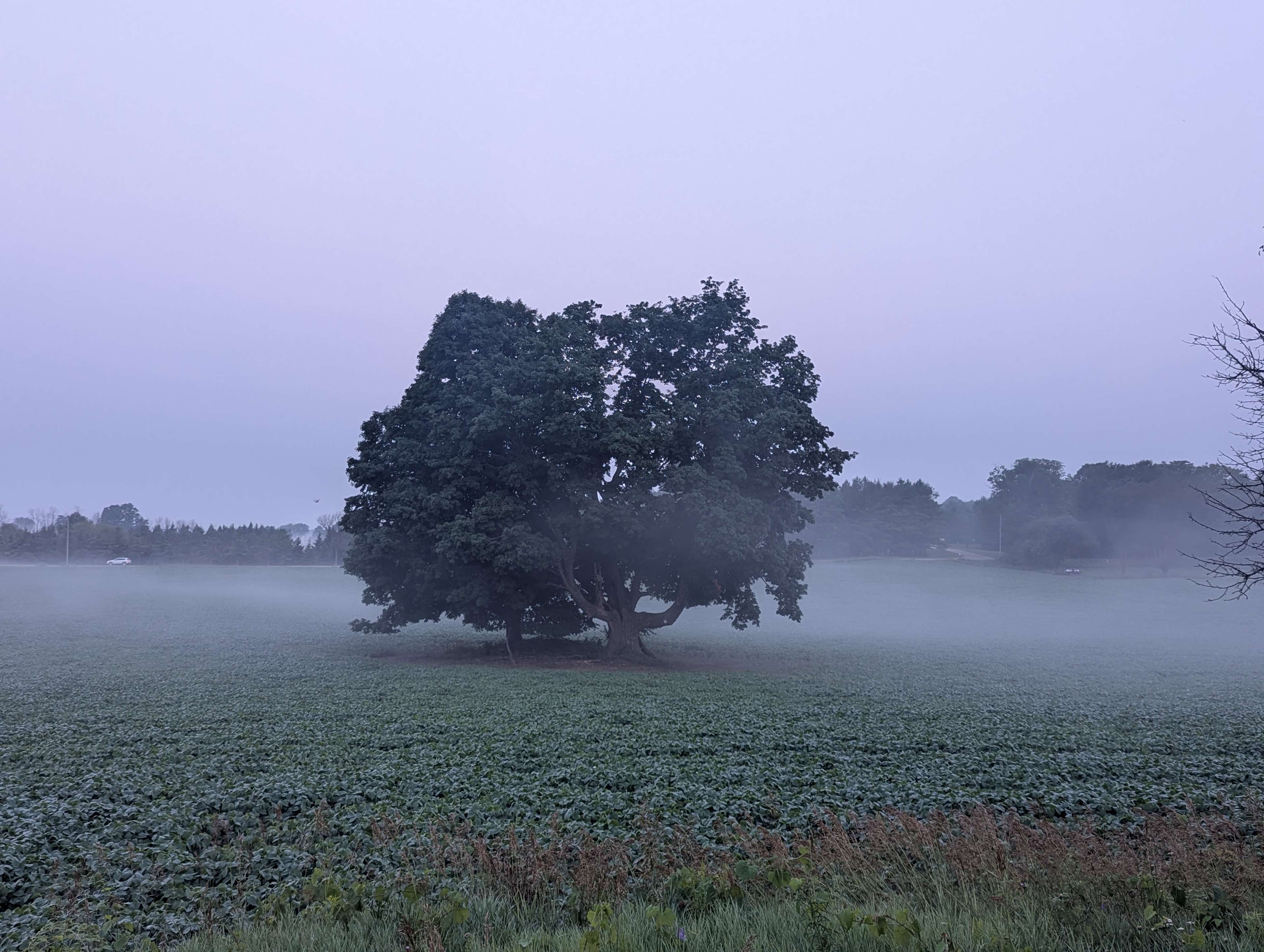 Morning mist