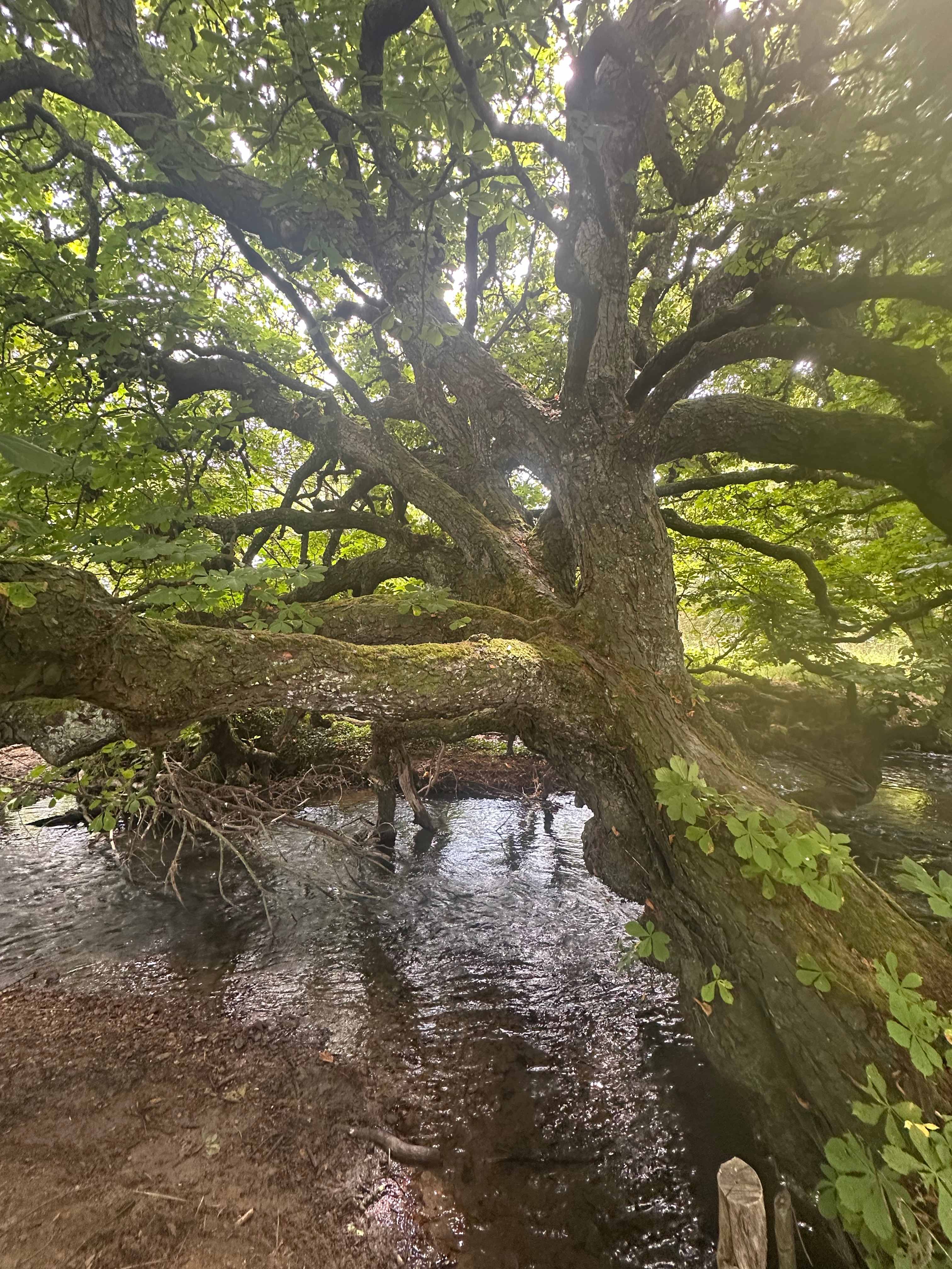 Stream was stunning and full of life :) 