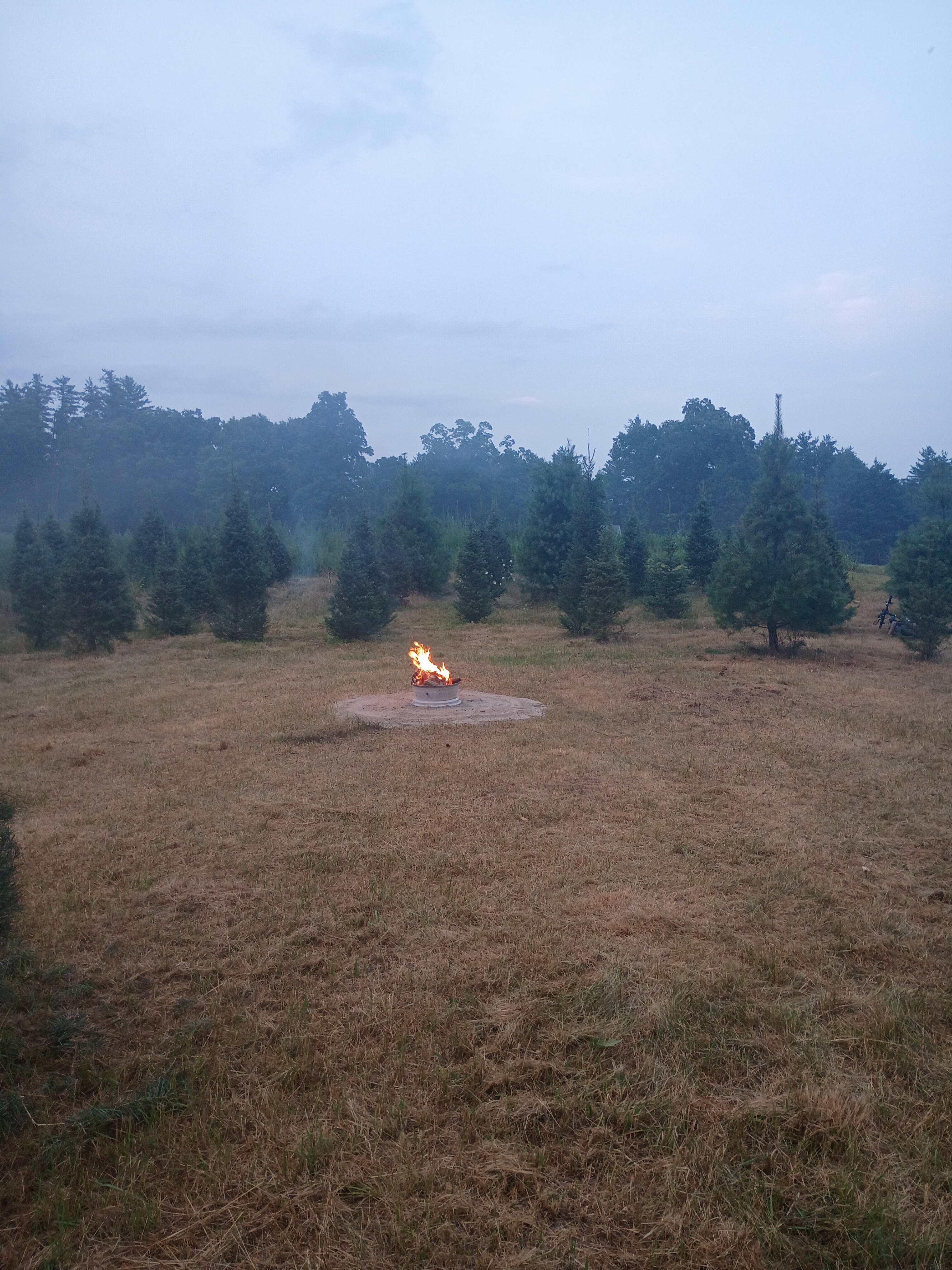 Silveus Christmas Tree Farm