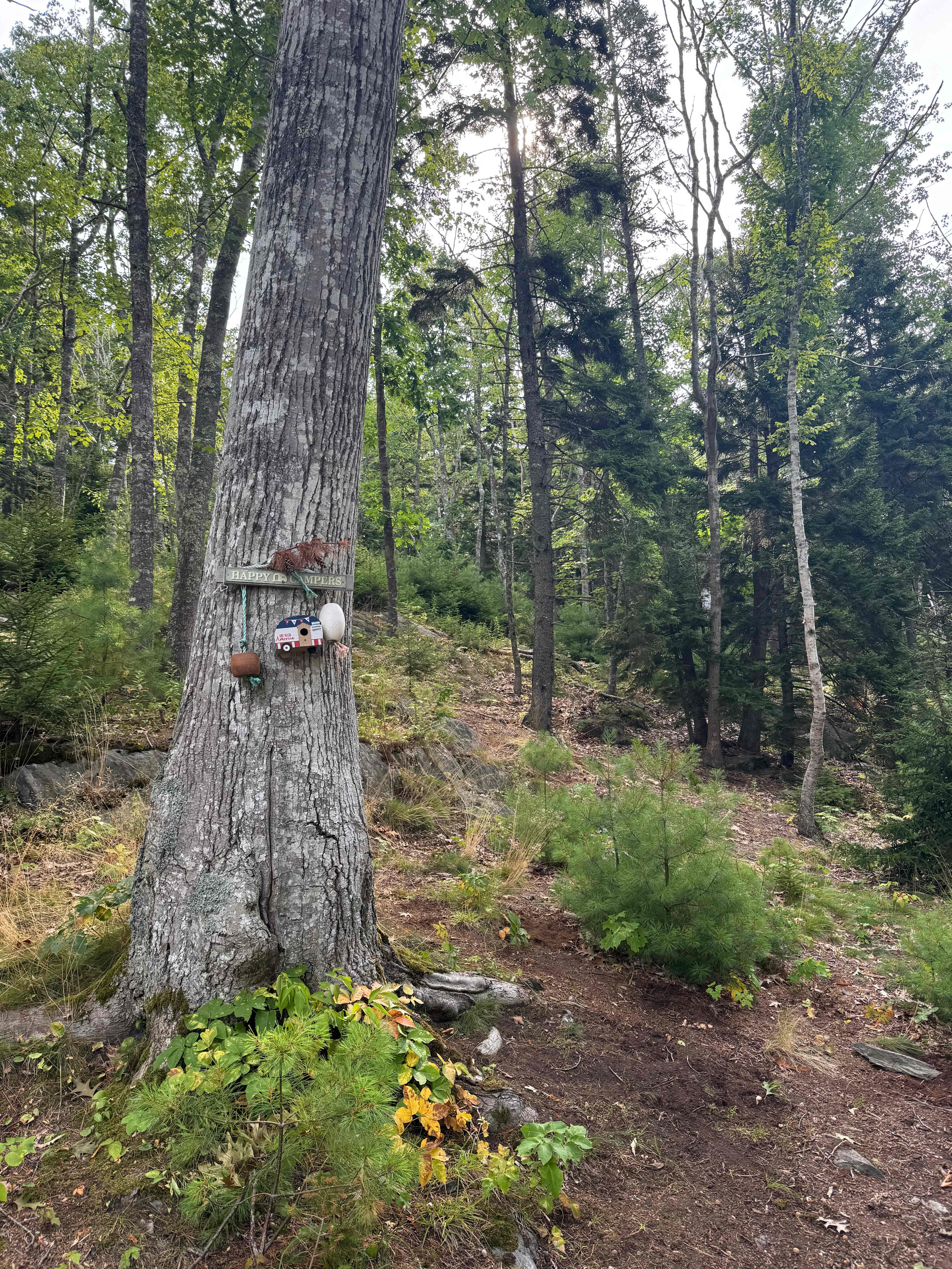 Camp Nepenthe