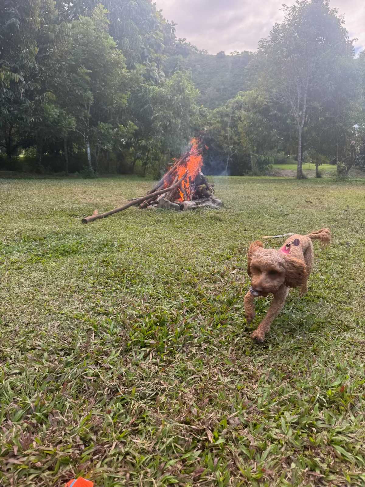 Mini chasing ball
