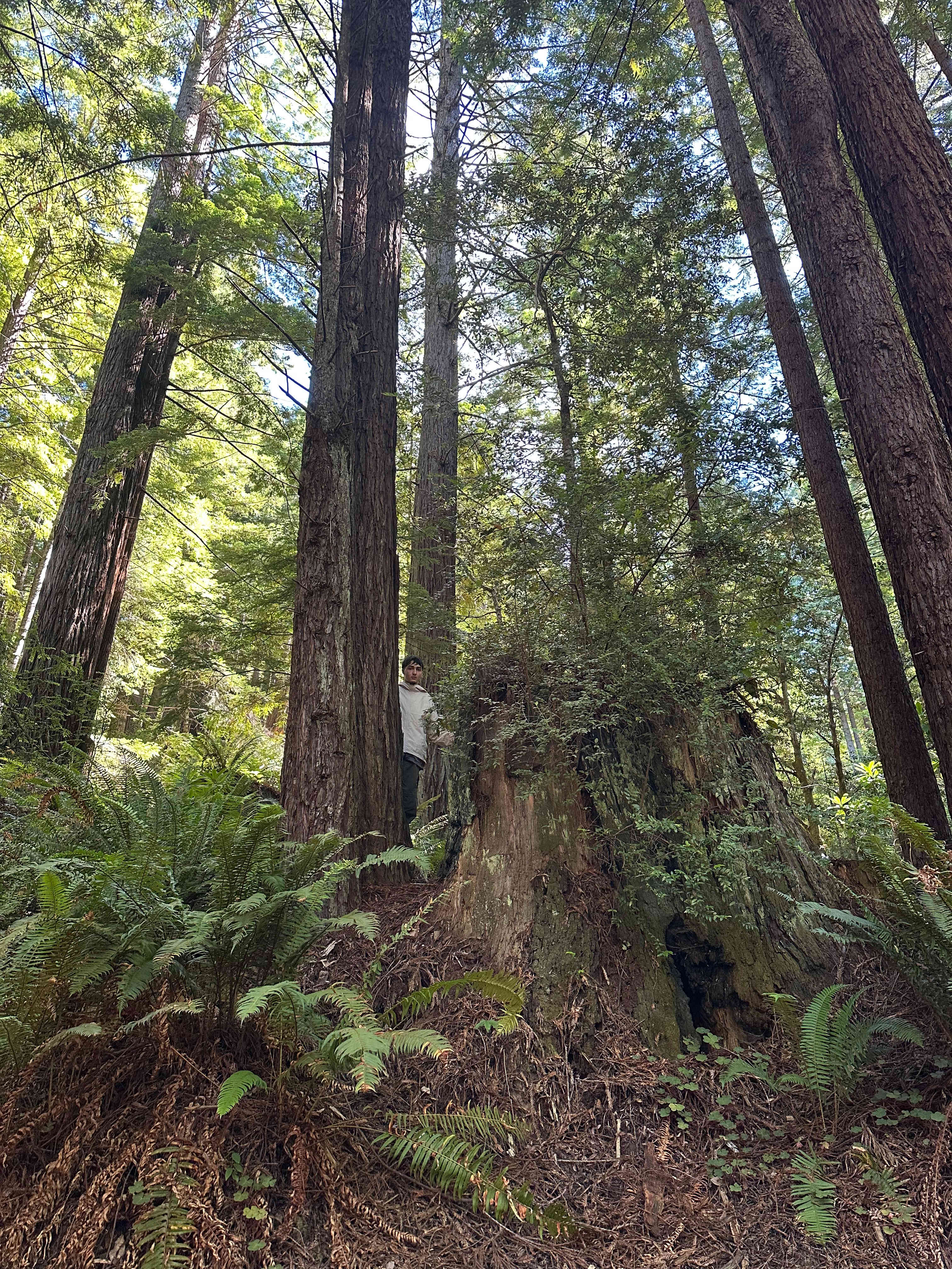 Whispering Redwood Creek