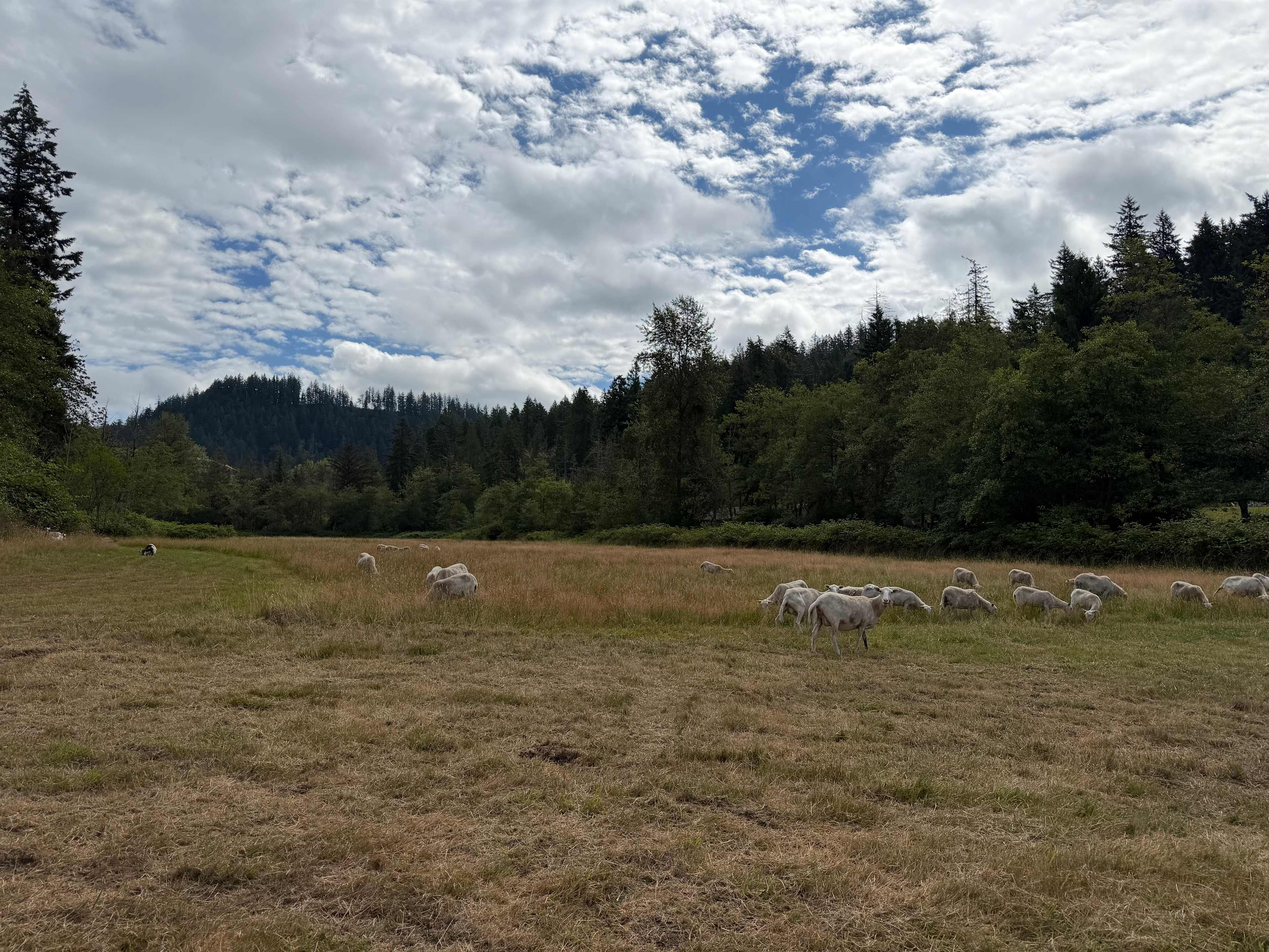 We didn’t hear a peep from the sheep