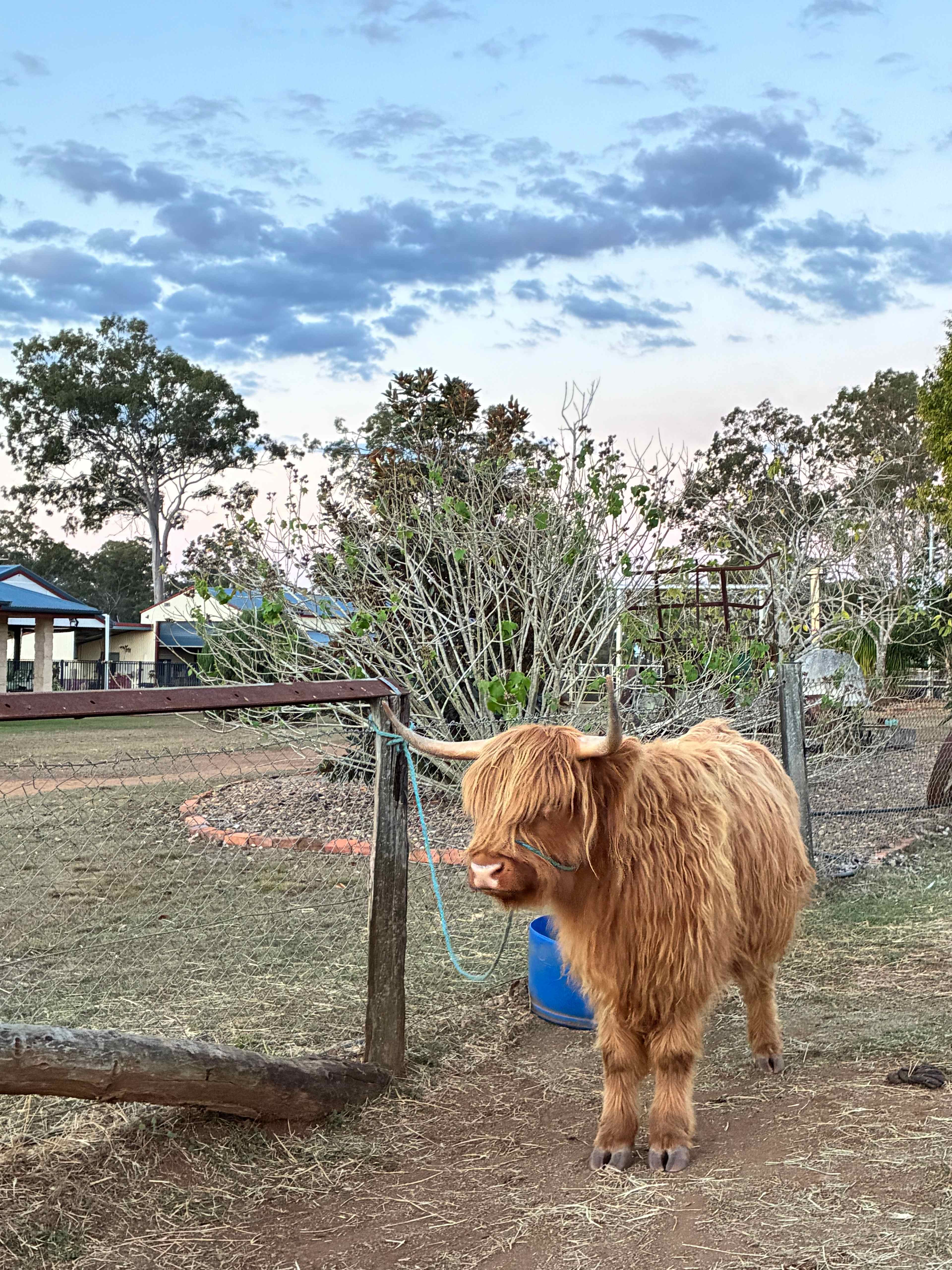 Sunrise Quarter Horse Stud