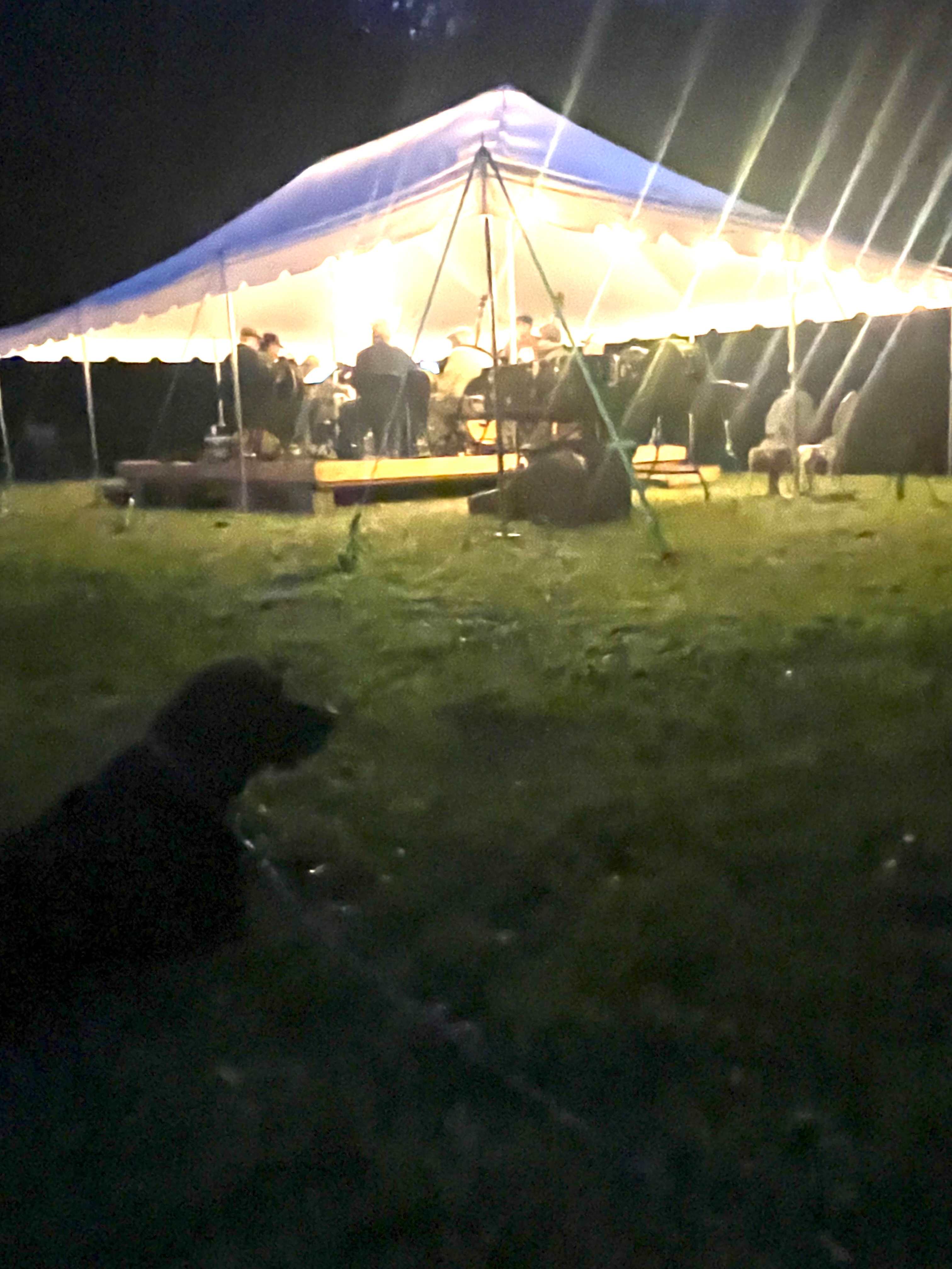 Hootenanny Dog