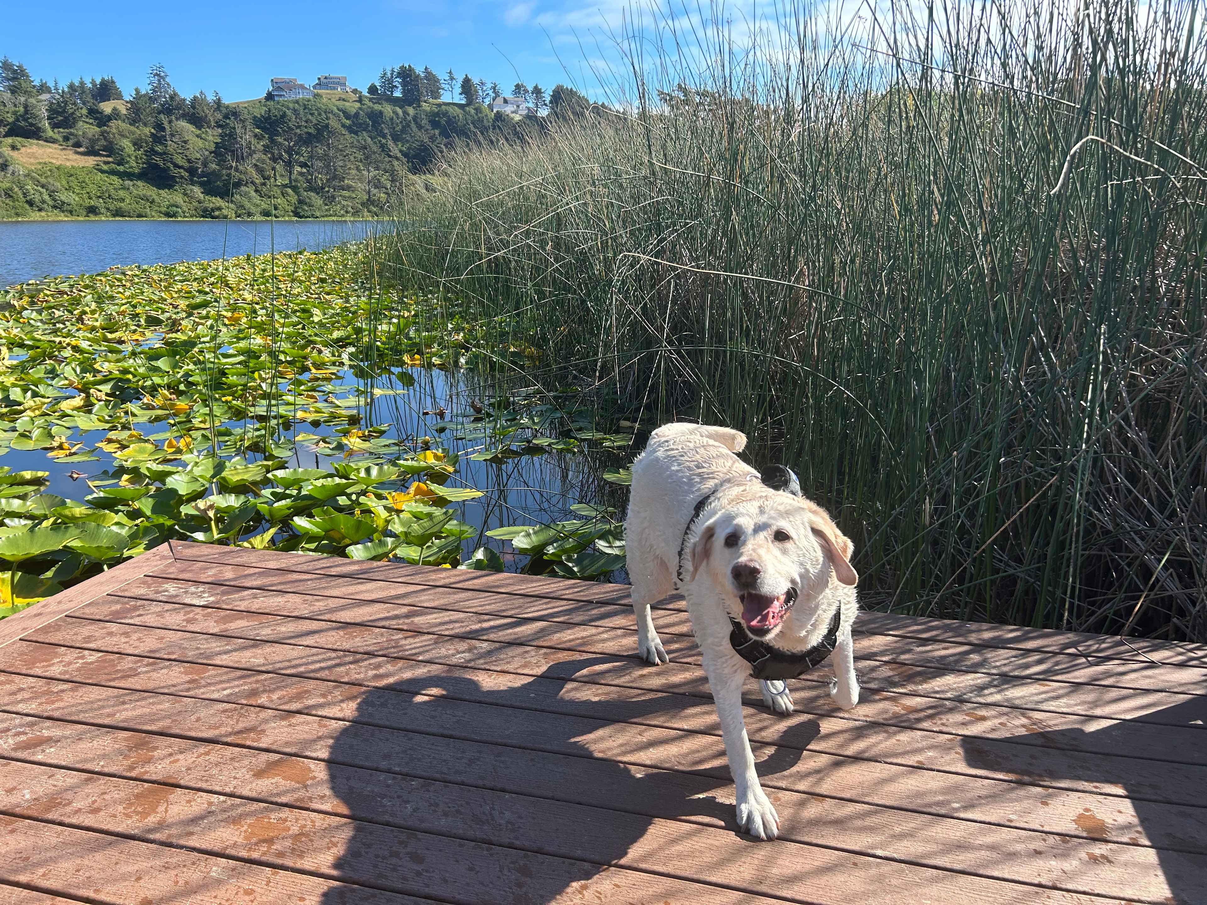 Lake with dock