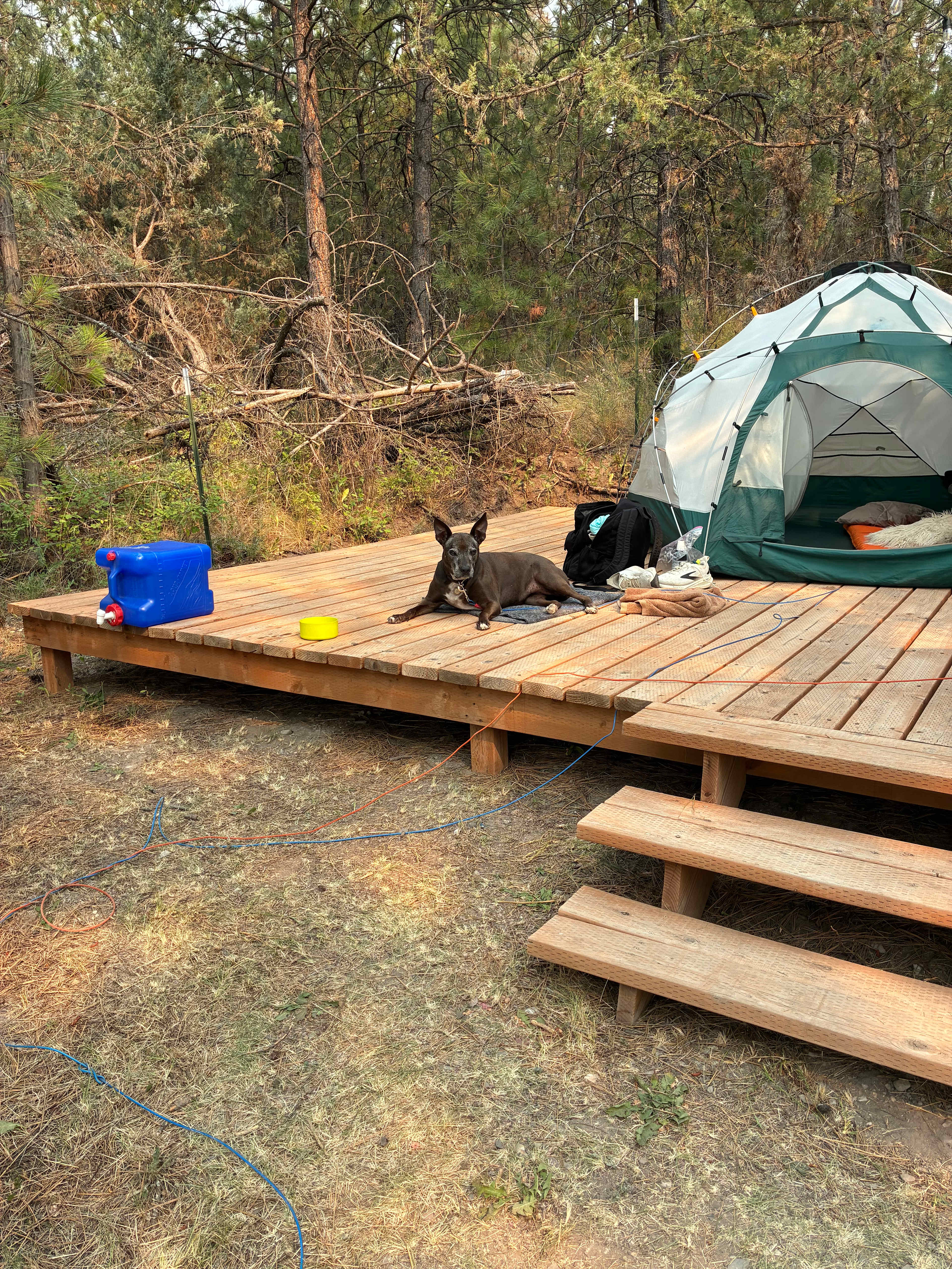 This deck is doggo approved