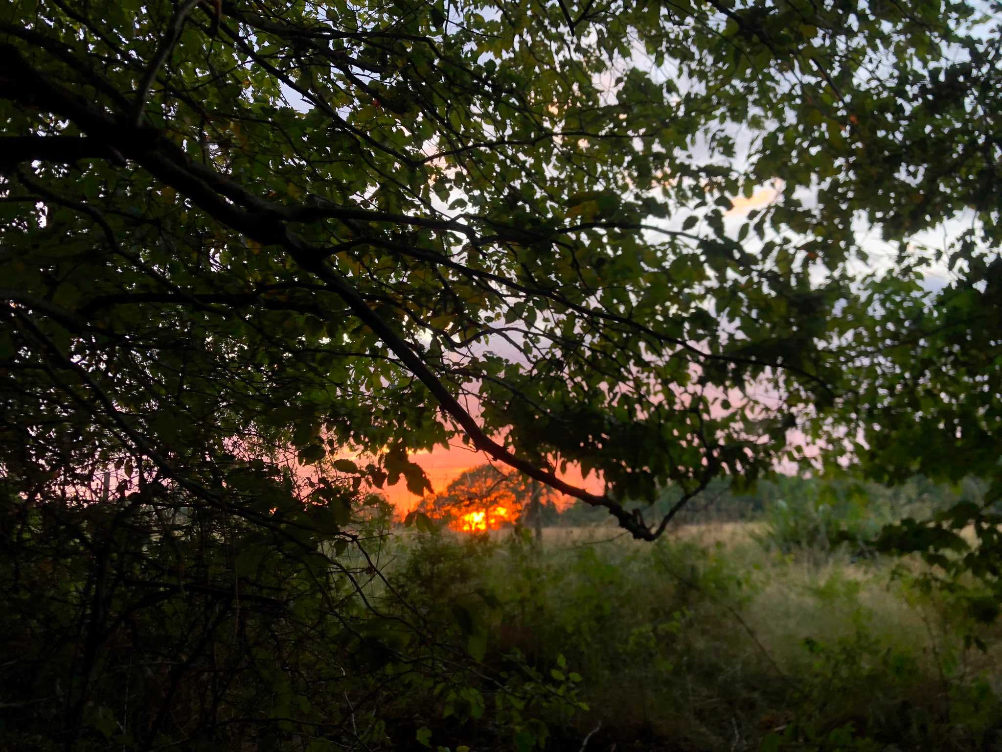 Sunset from the woodlands