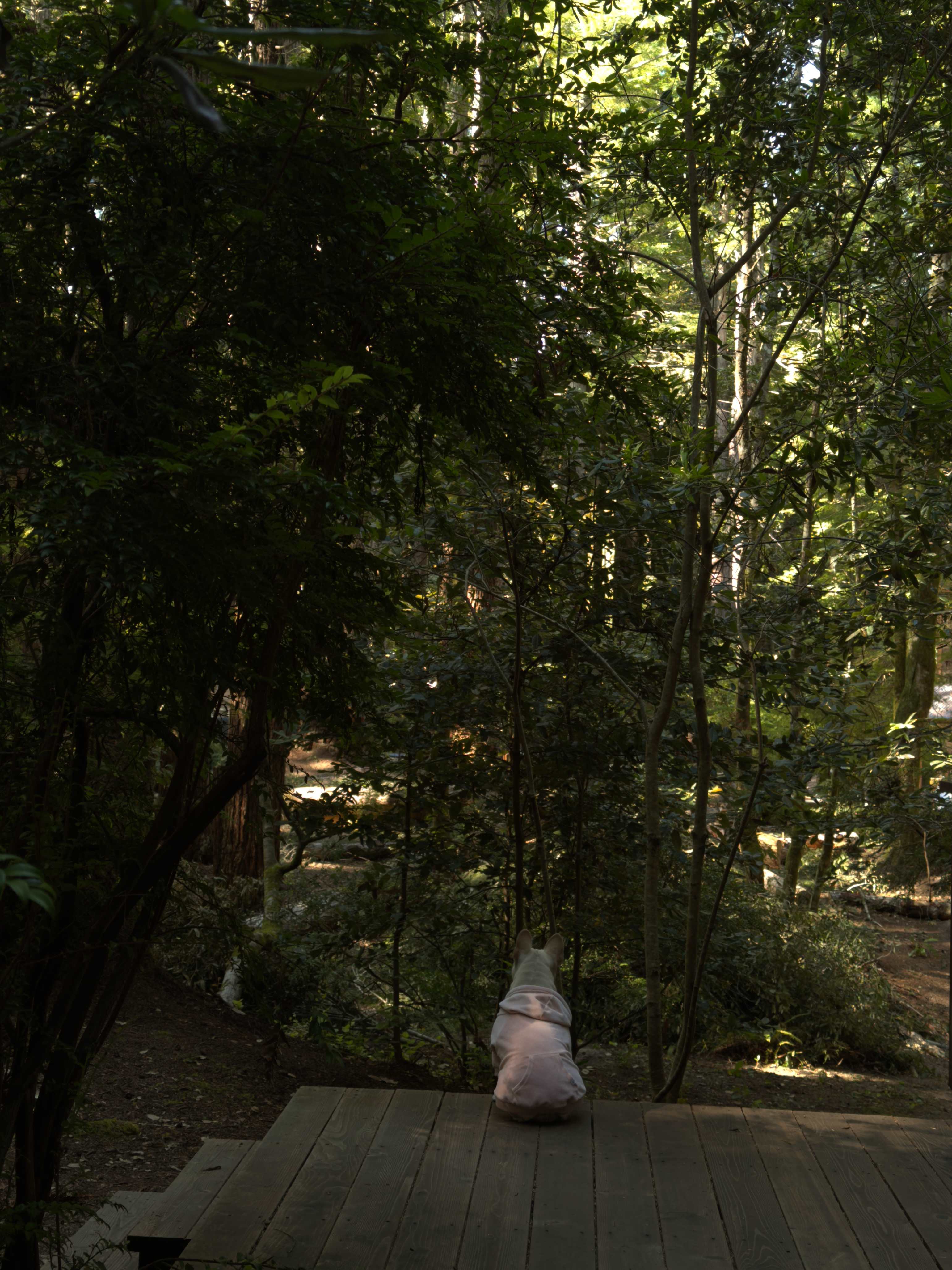 Woods by the Sea Ashram