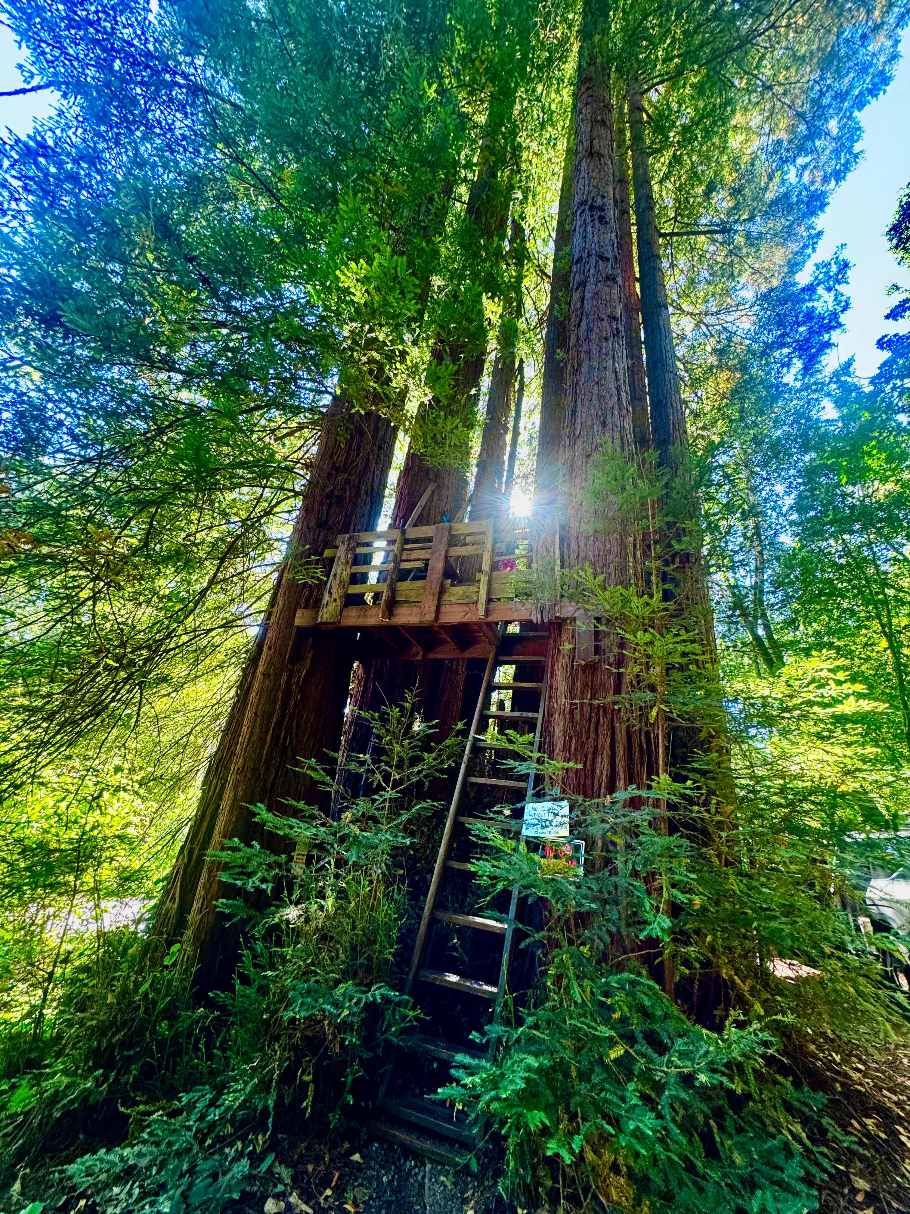Sleep Up High In A Redwood Tree-net