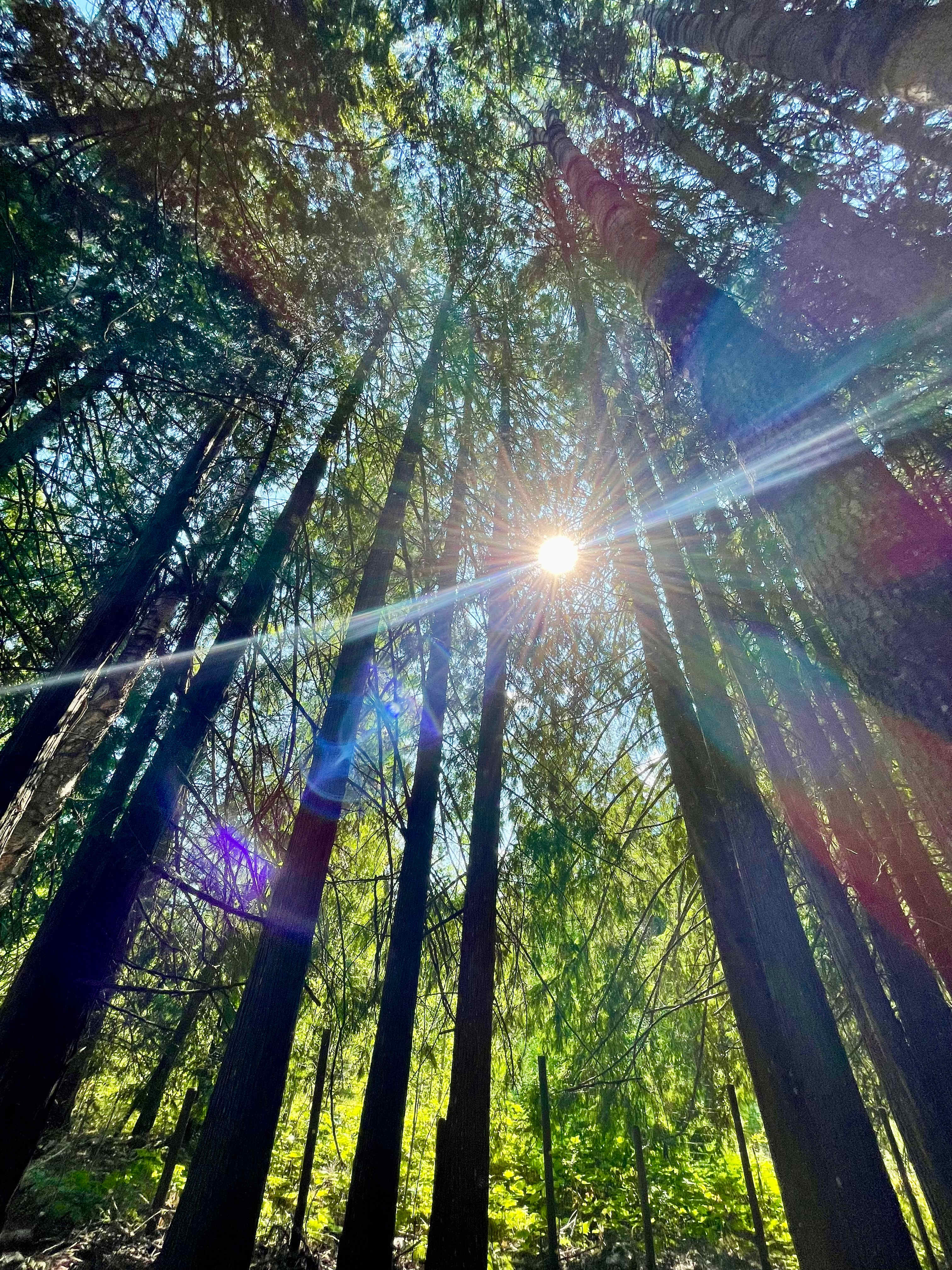 Amazing woods steps away from our site