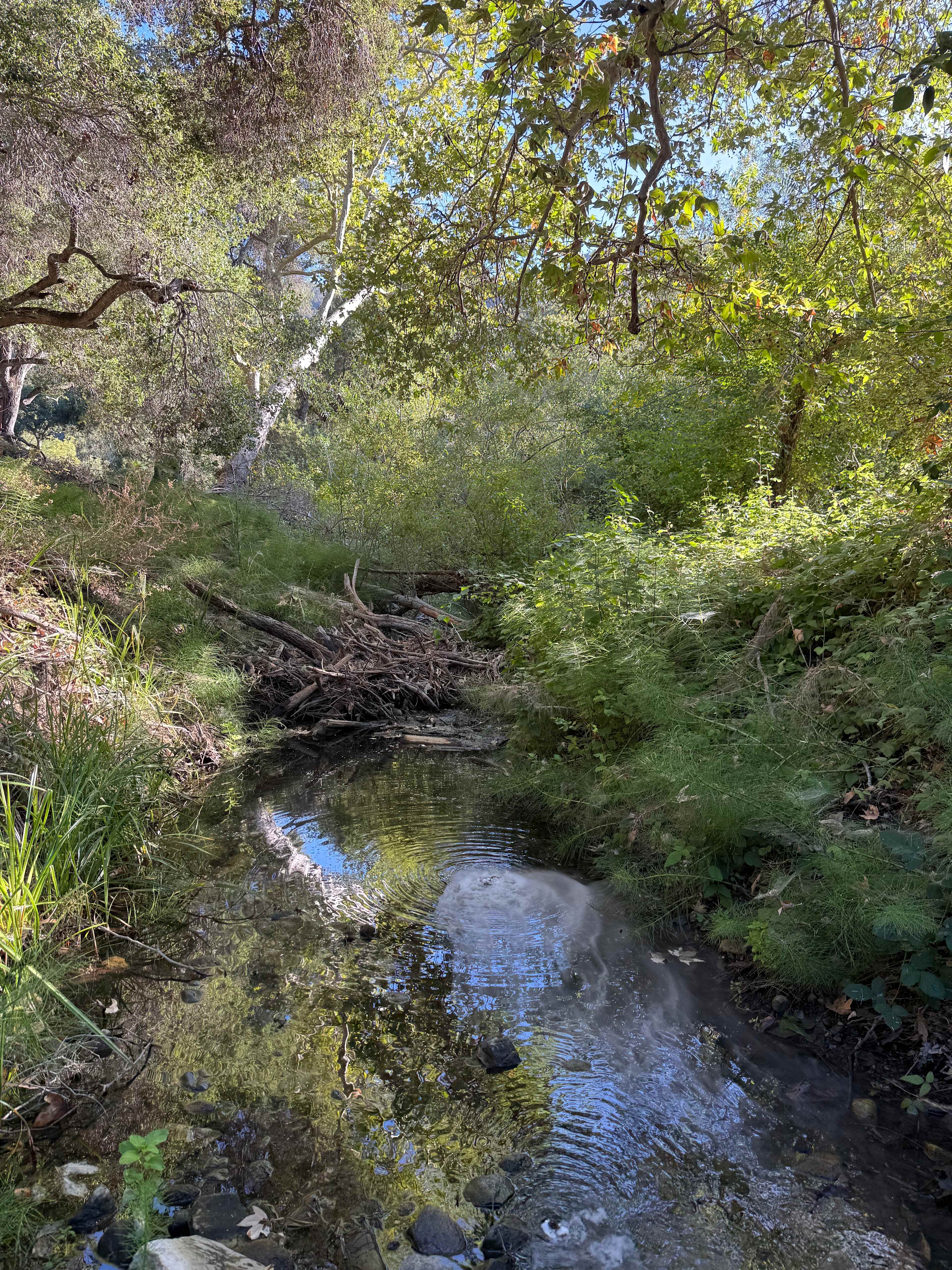 Creekside Glamping in the Canyon